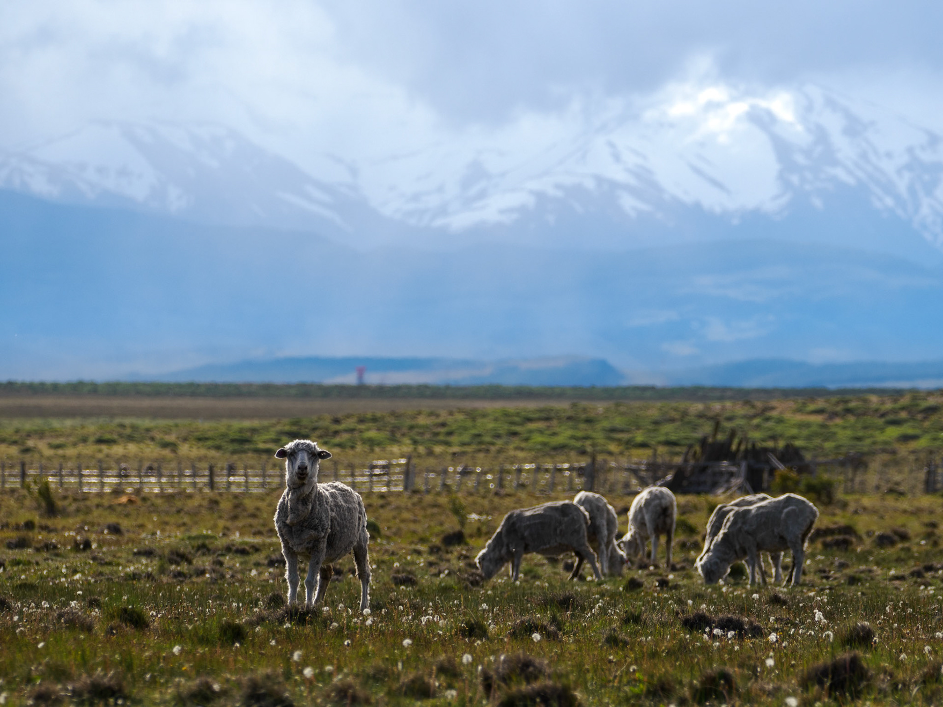 Schafe an der Ruta 260