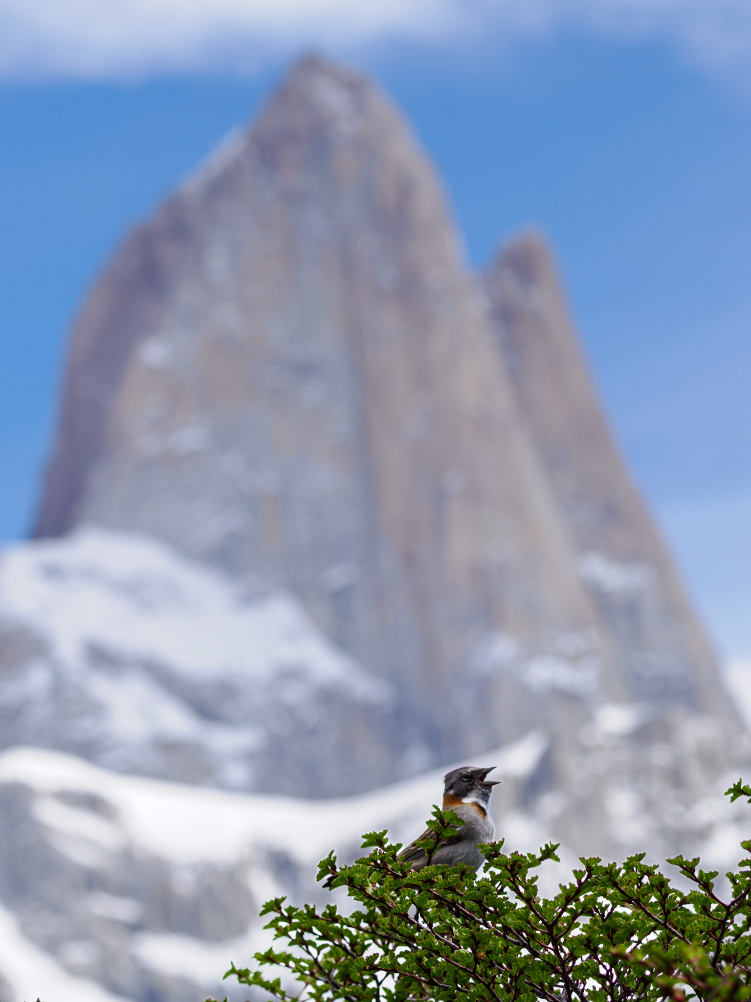 Morgenammer singt vor dem Fitz Roy