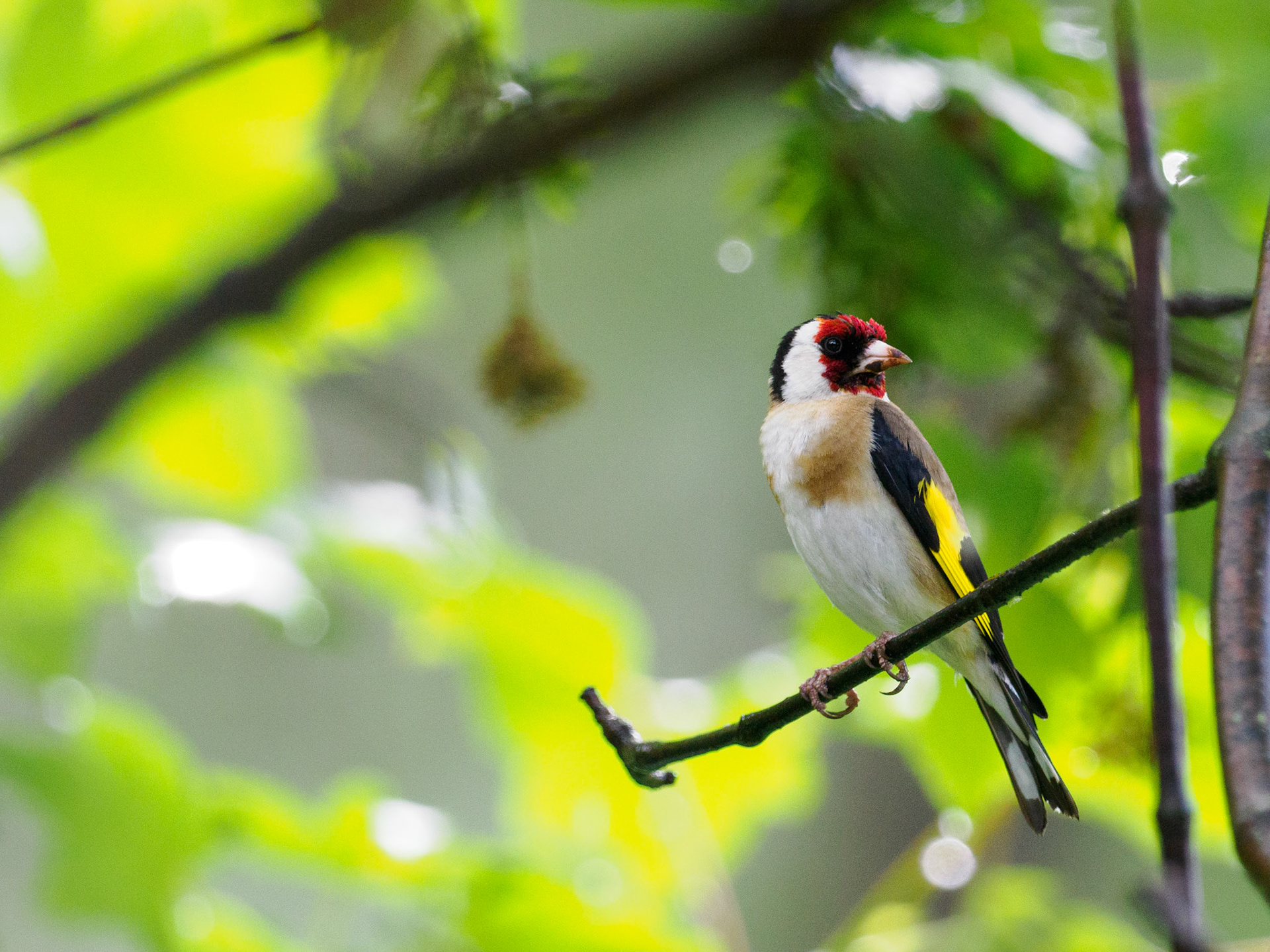 Stieglitz beim Refuge de Rosuel