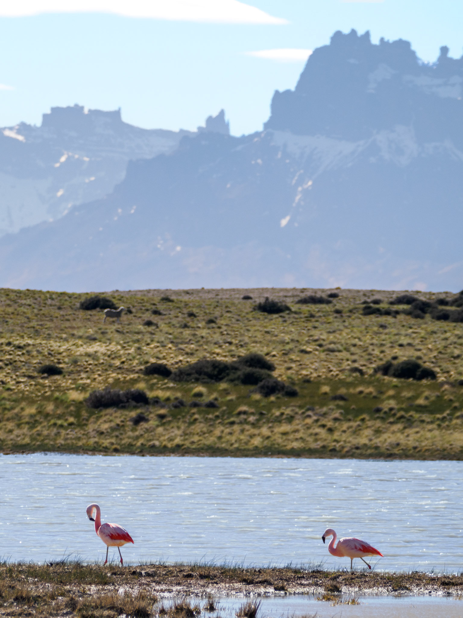 Chileflamingos