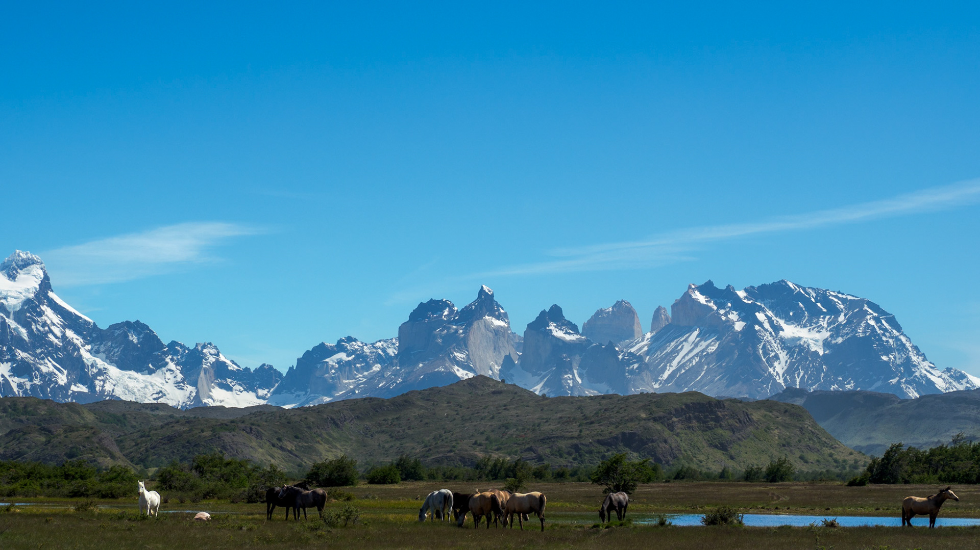 (Wild-)Pferde im Torres del Paine Nationalpark
