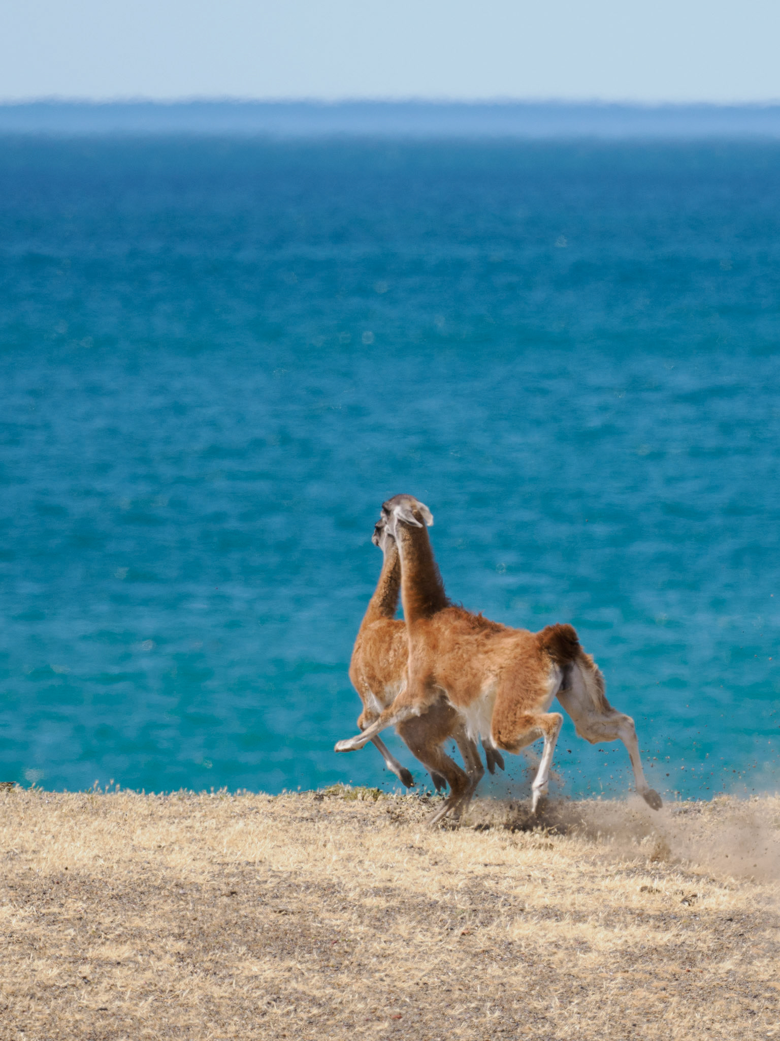 Guanacos im Revierkampf