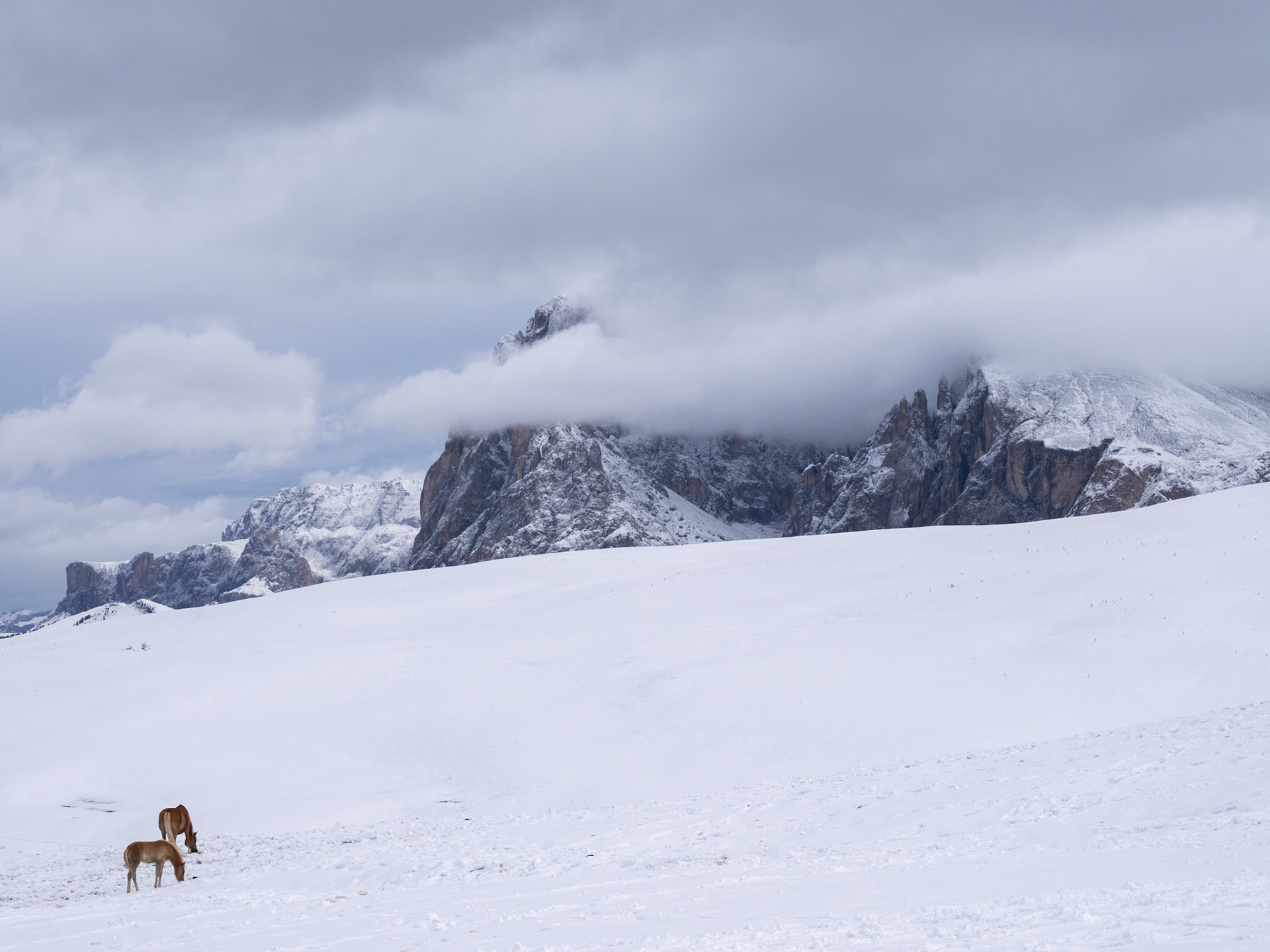 Pferde auf der Seiser Alm