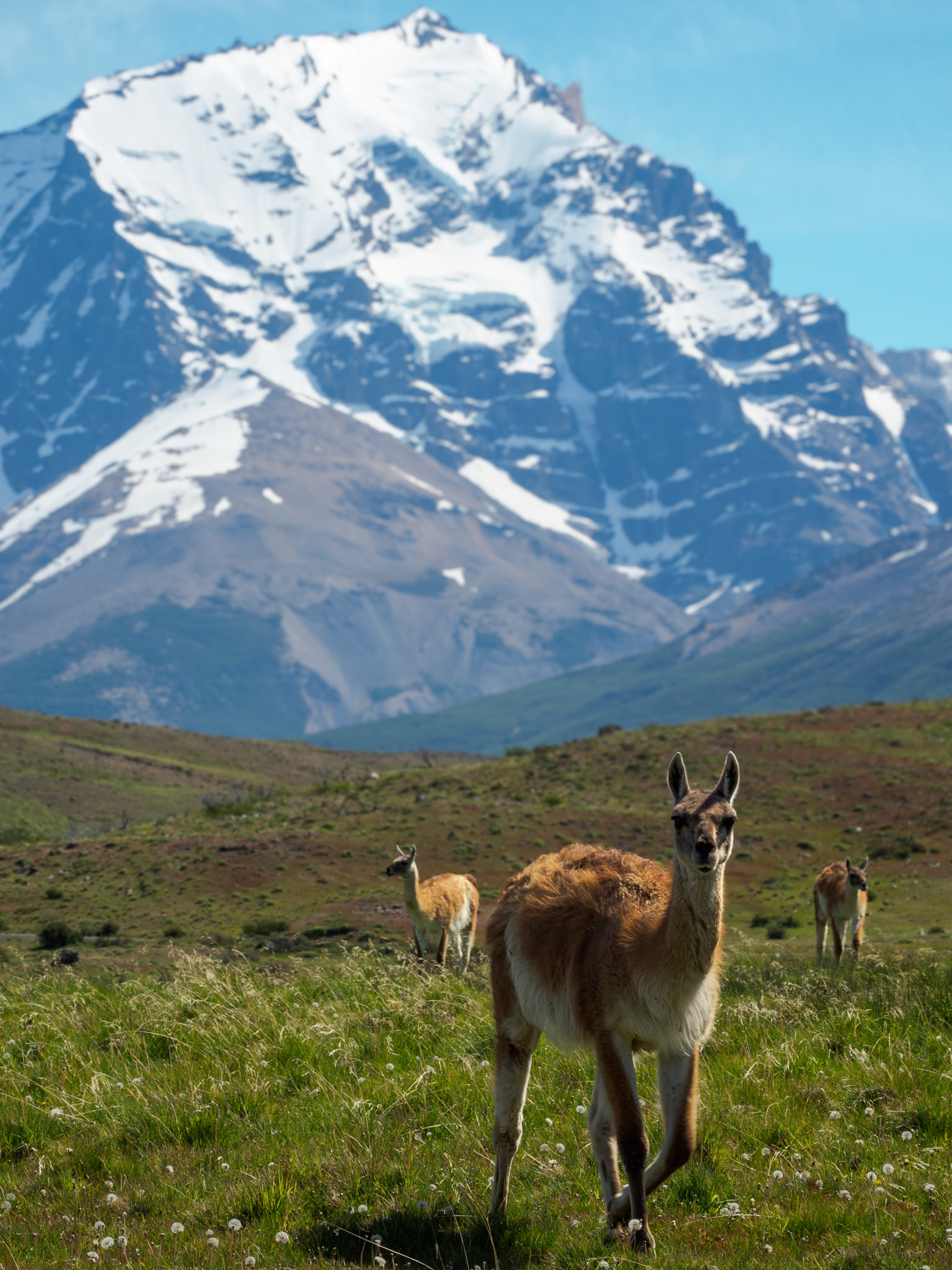 Guanacos im Torres del Paine