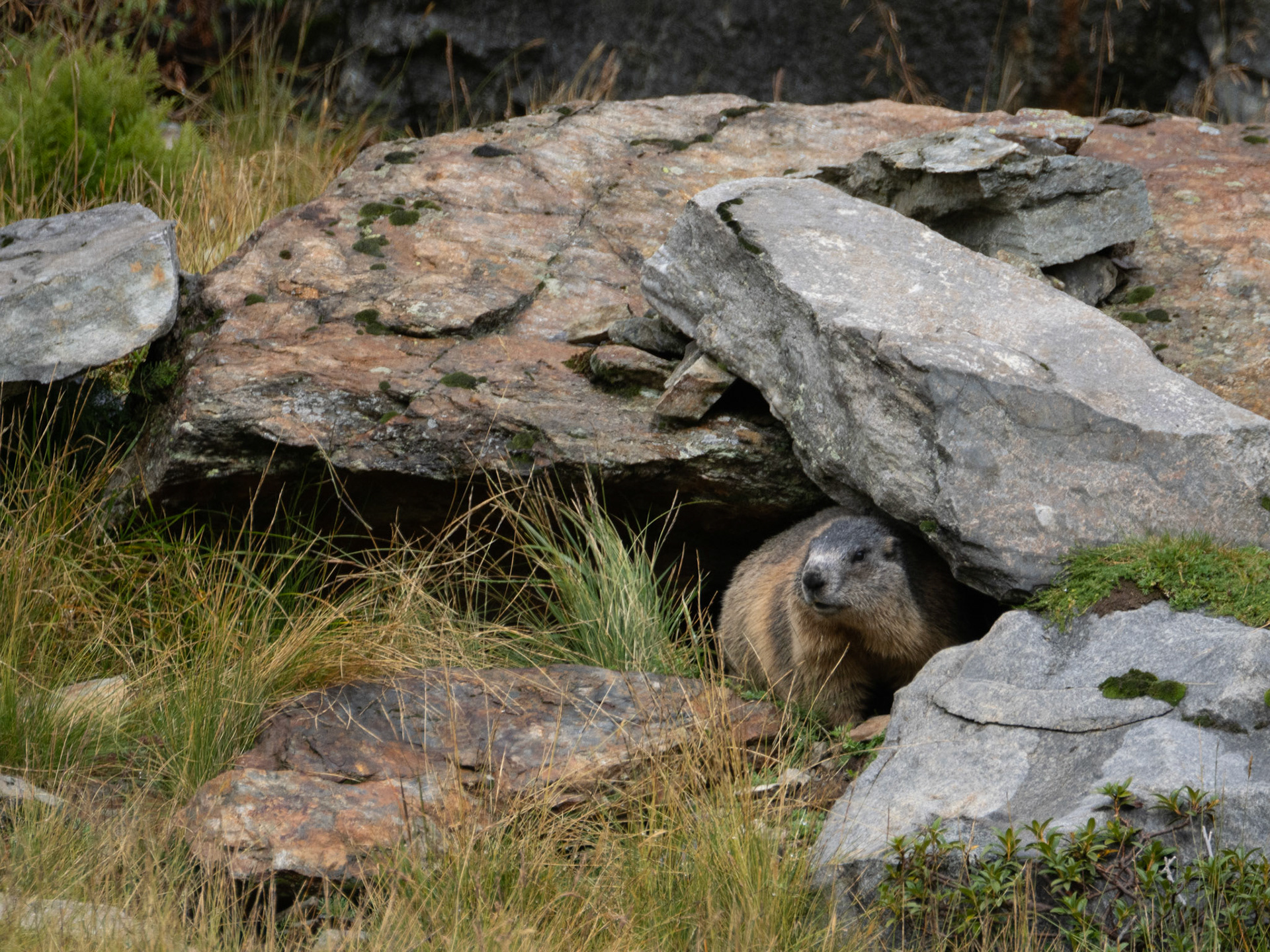 Begrüßungsmurmeltier an der Sulzenauhütte