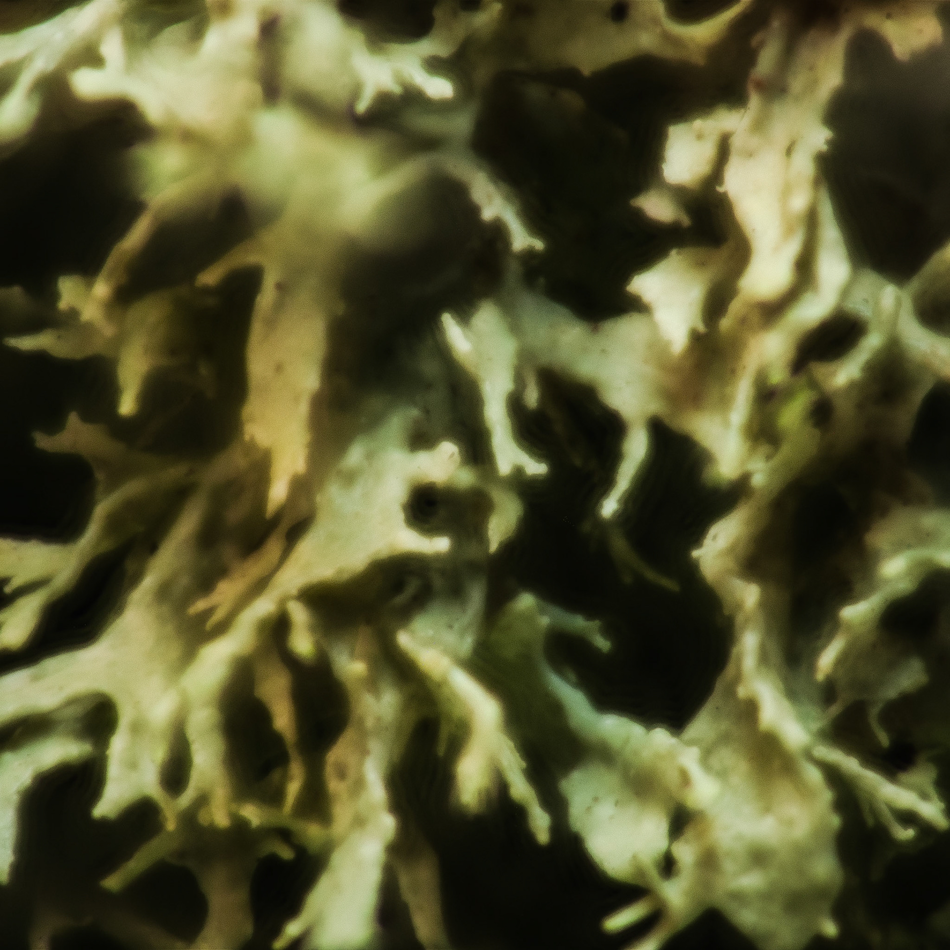 Lichen | Feb 11, 2024 | Marblehead, MA