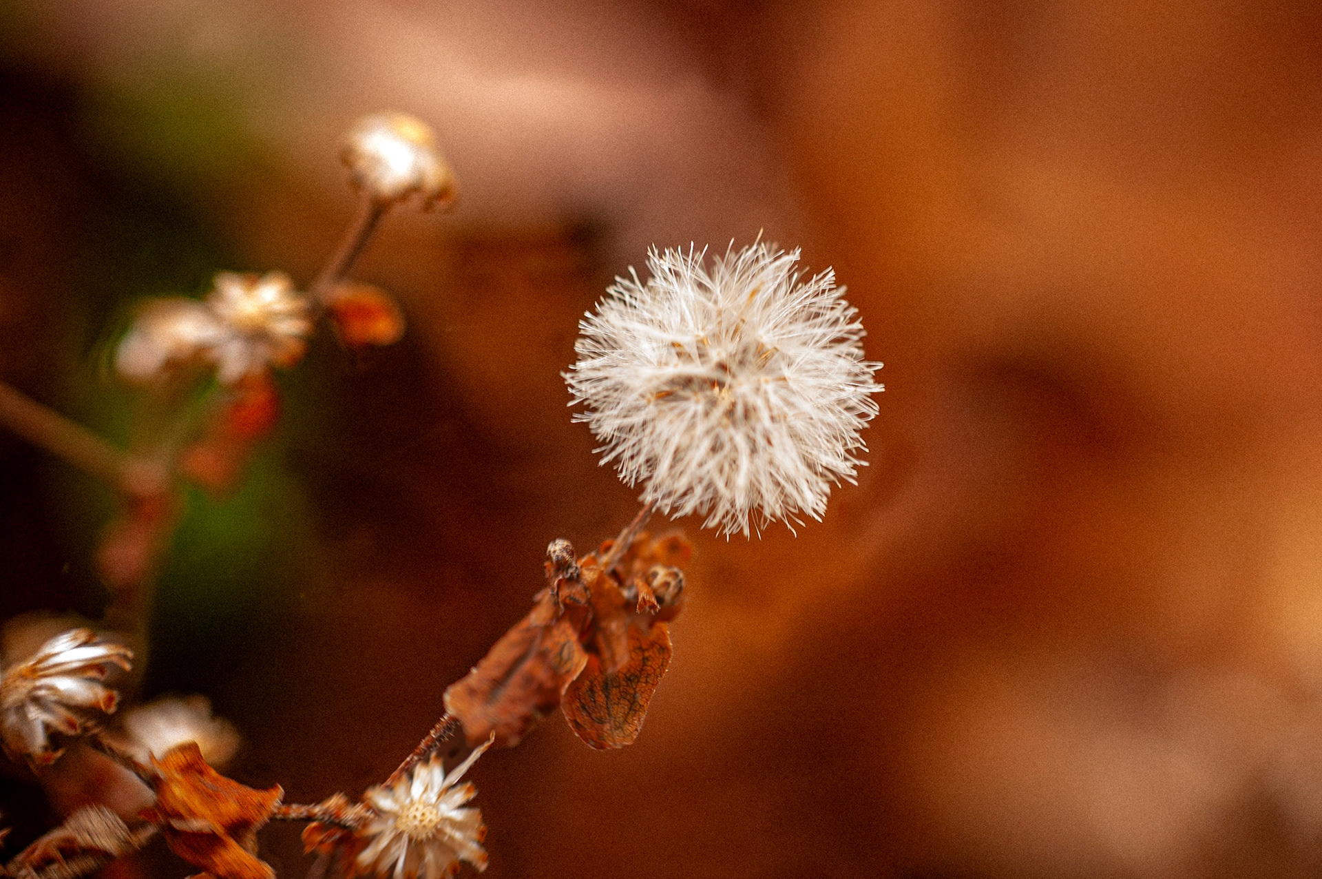 White Wood Aster Seed | Wyman Woods, Marblehead