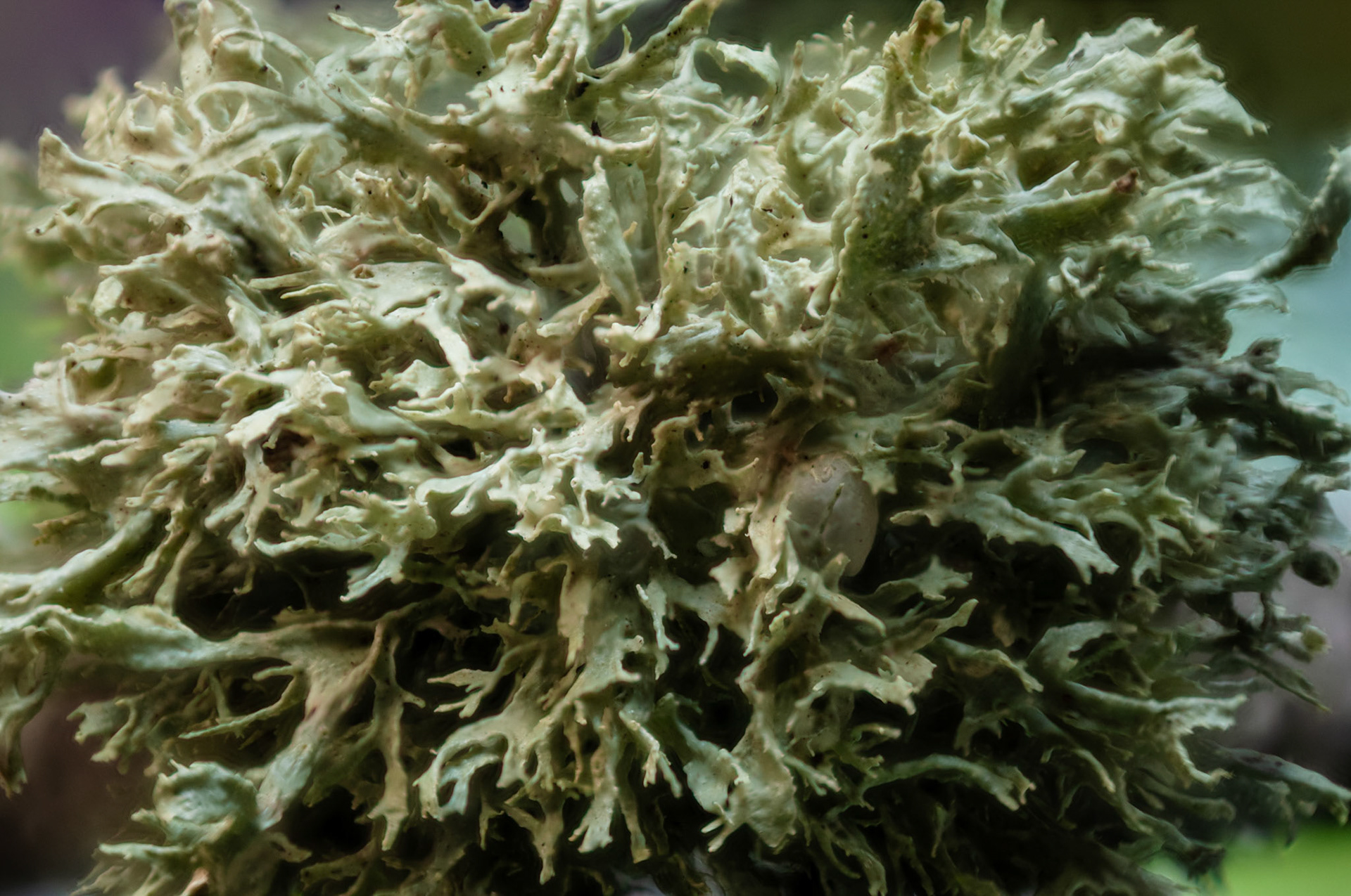 Lichen | Feb 11, 2024 | Marblehead, MA