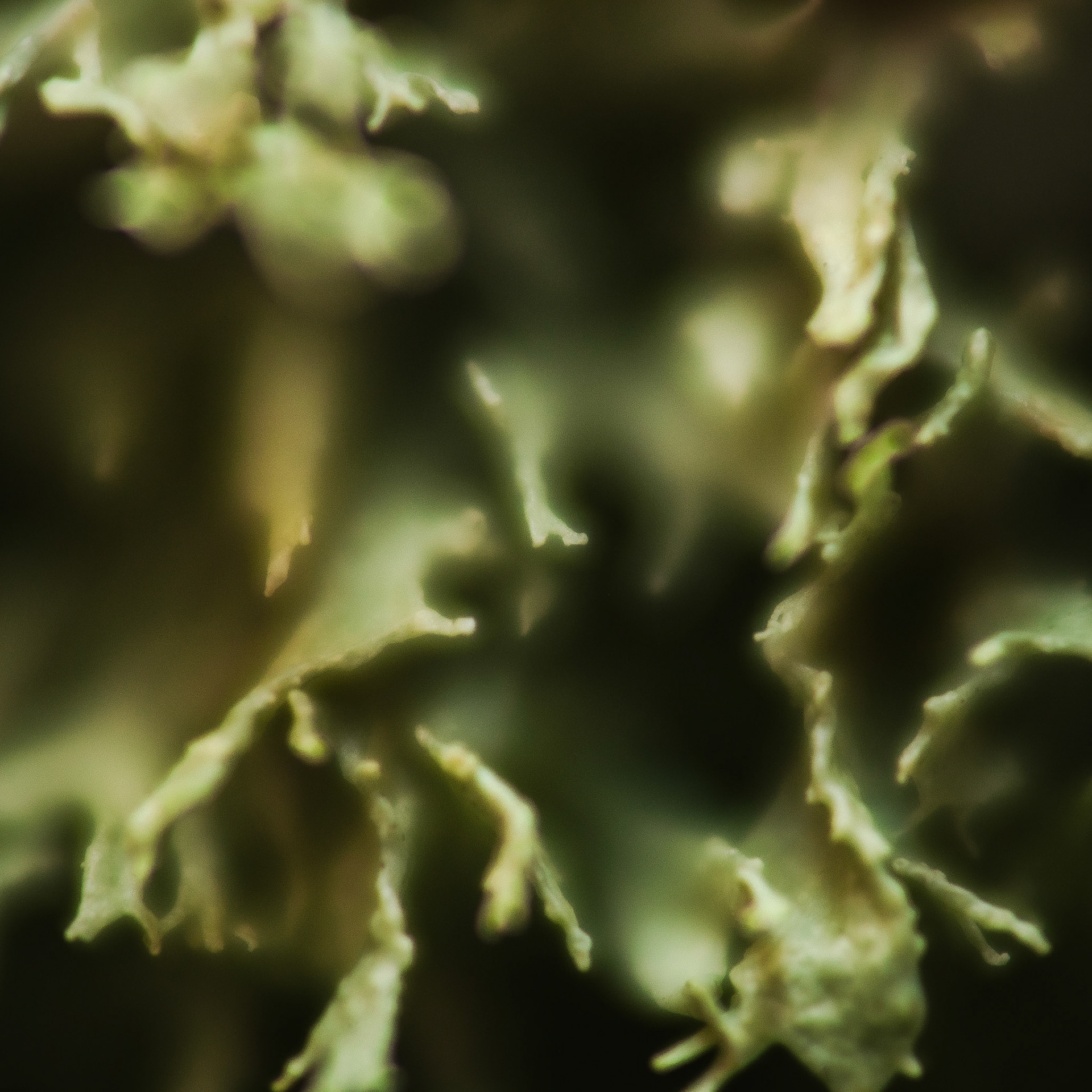 Lichen | Feb 11, 2024 | Marblehead, MA