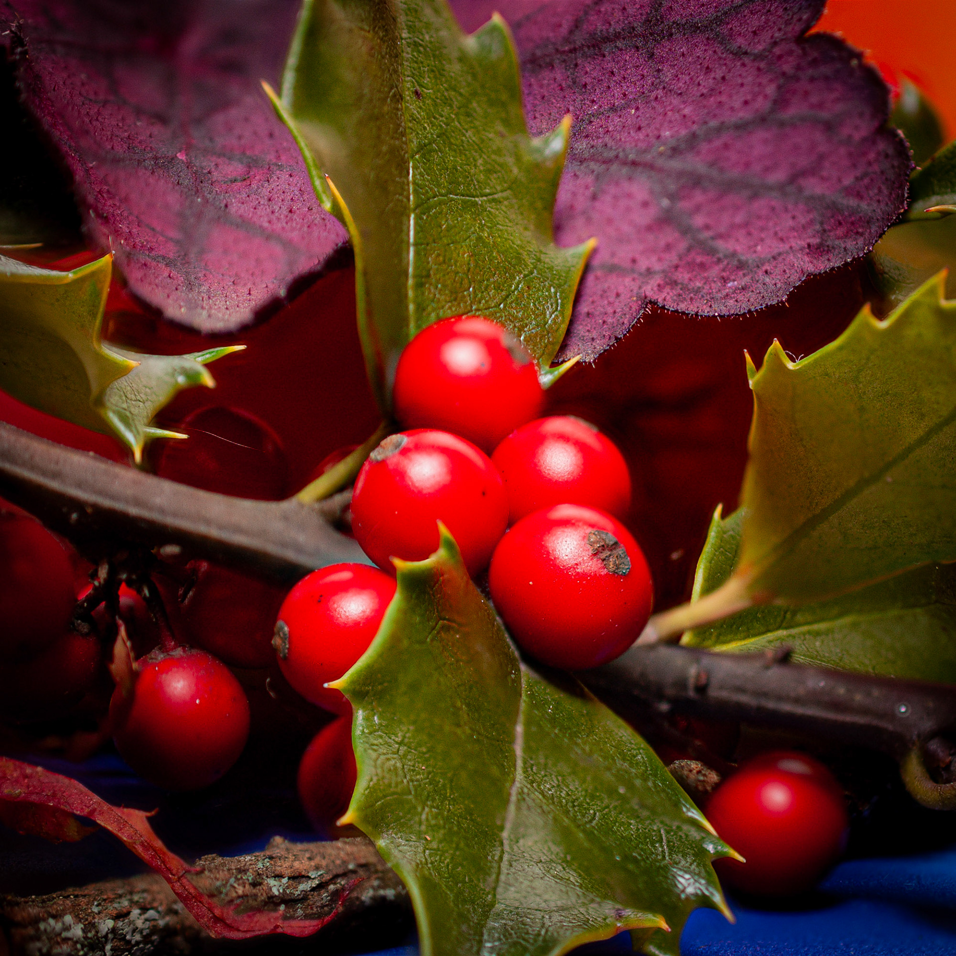 Holly focus stack | Marblehead, MA