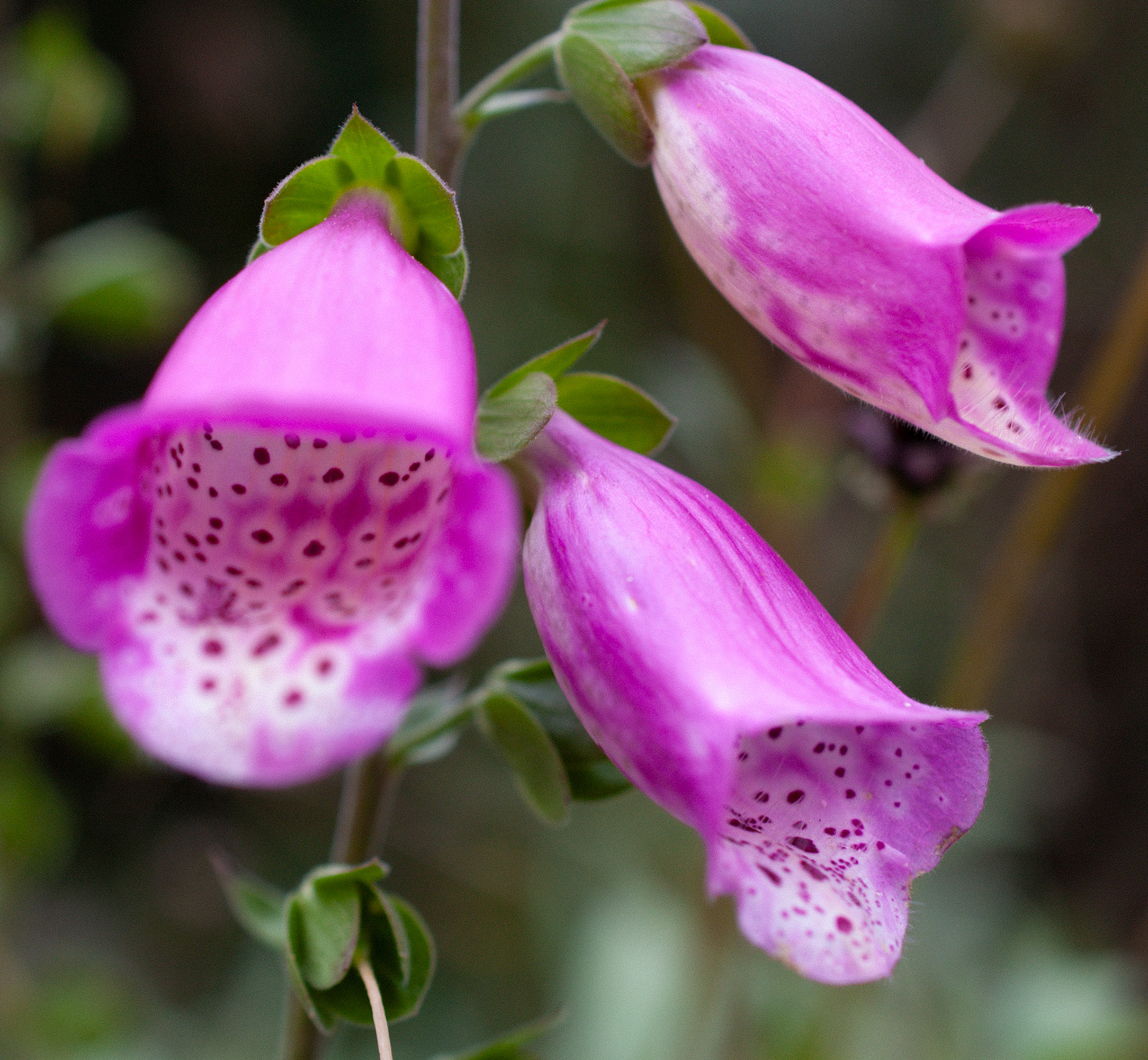 Foxglove