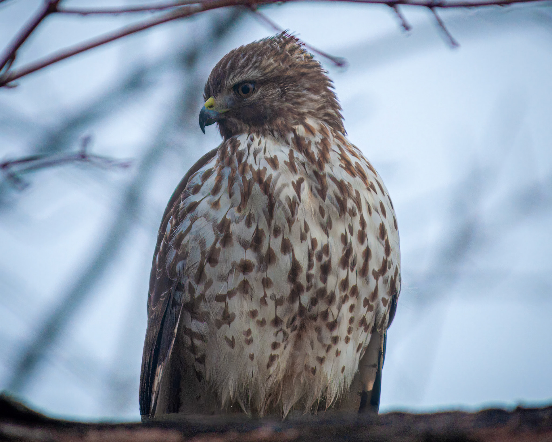Hawk | Dec. 26, 2023 | Marblehead, MA