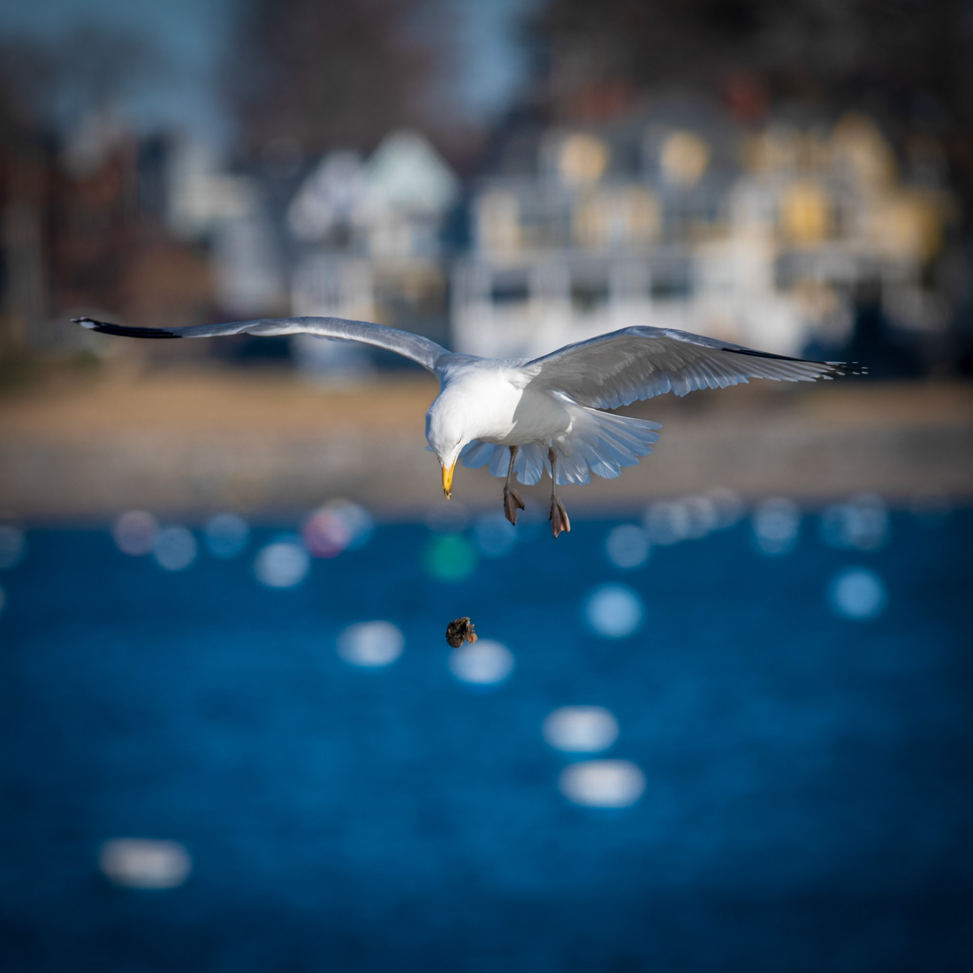 Gull | March 2, 2025 | Marblehead, MA