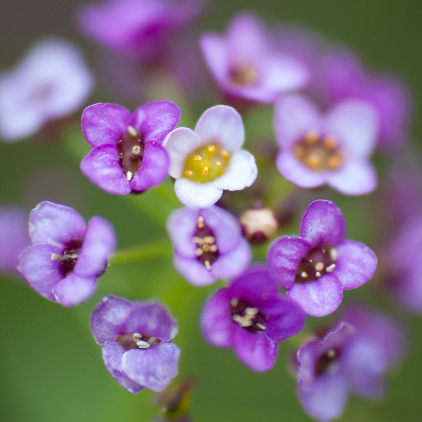 Sweet Alyssum