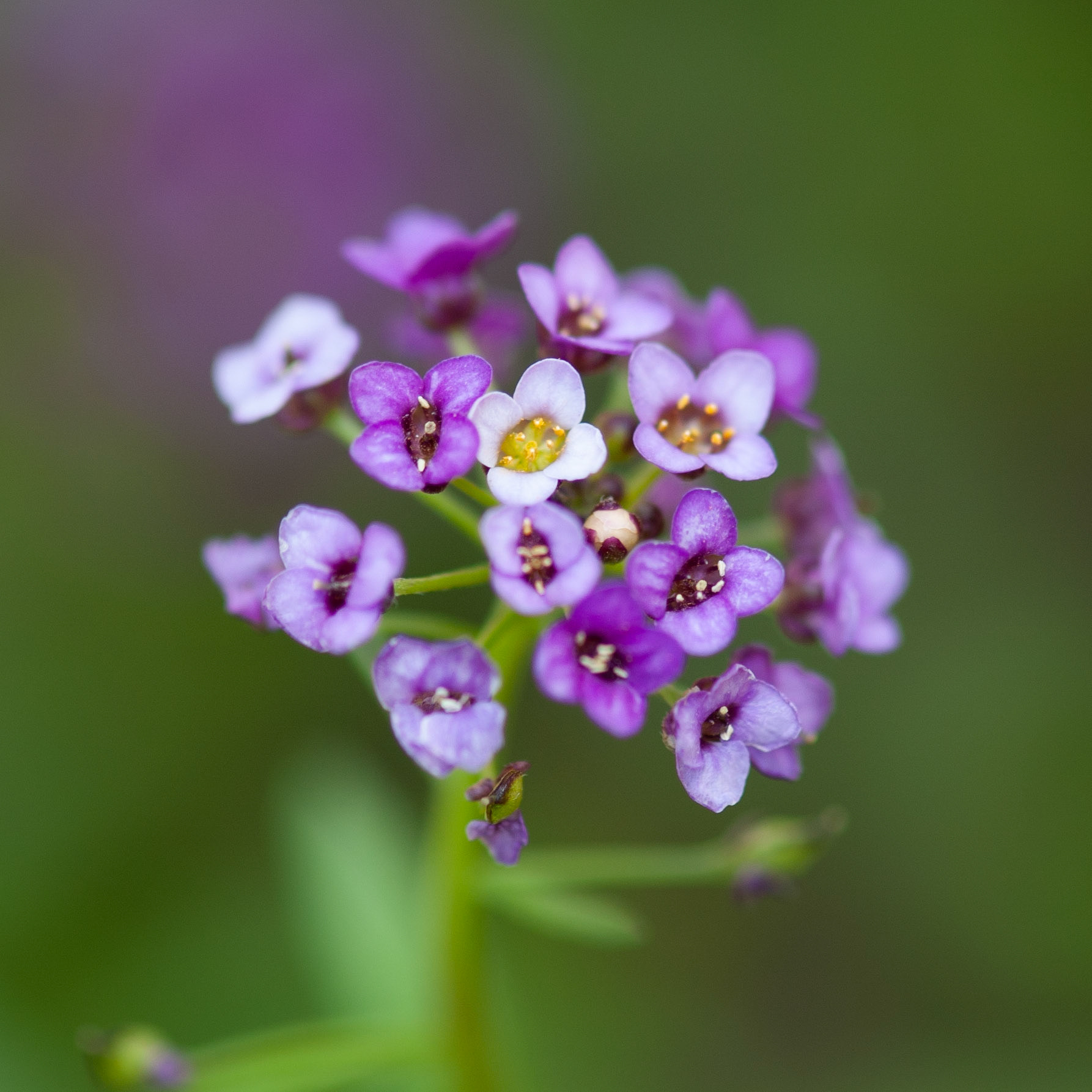 Sweet Alyssum