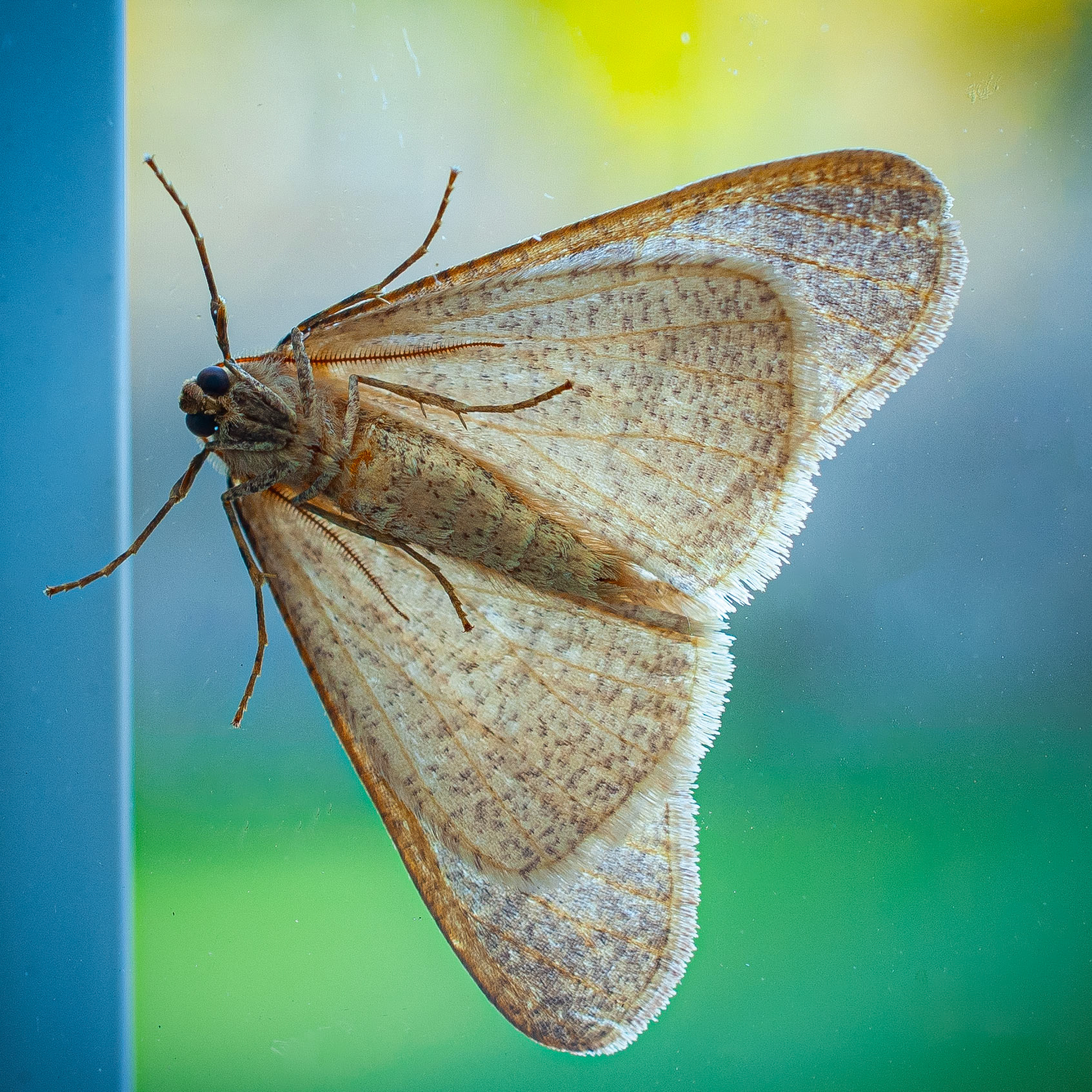 Common Tan Wave moth