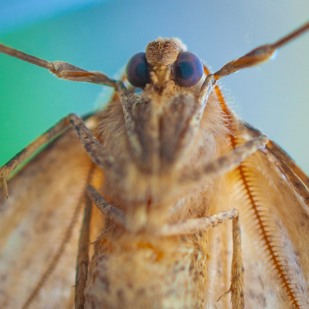 Common Tan Wave moth