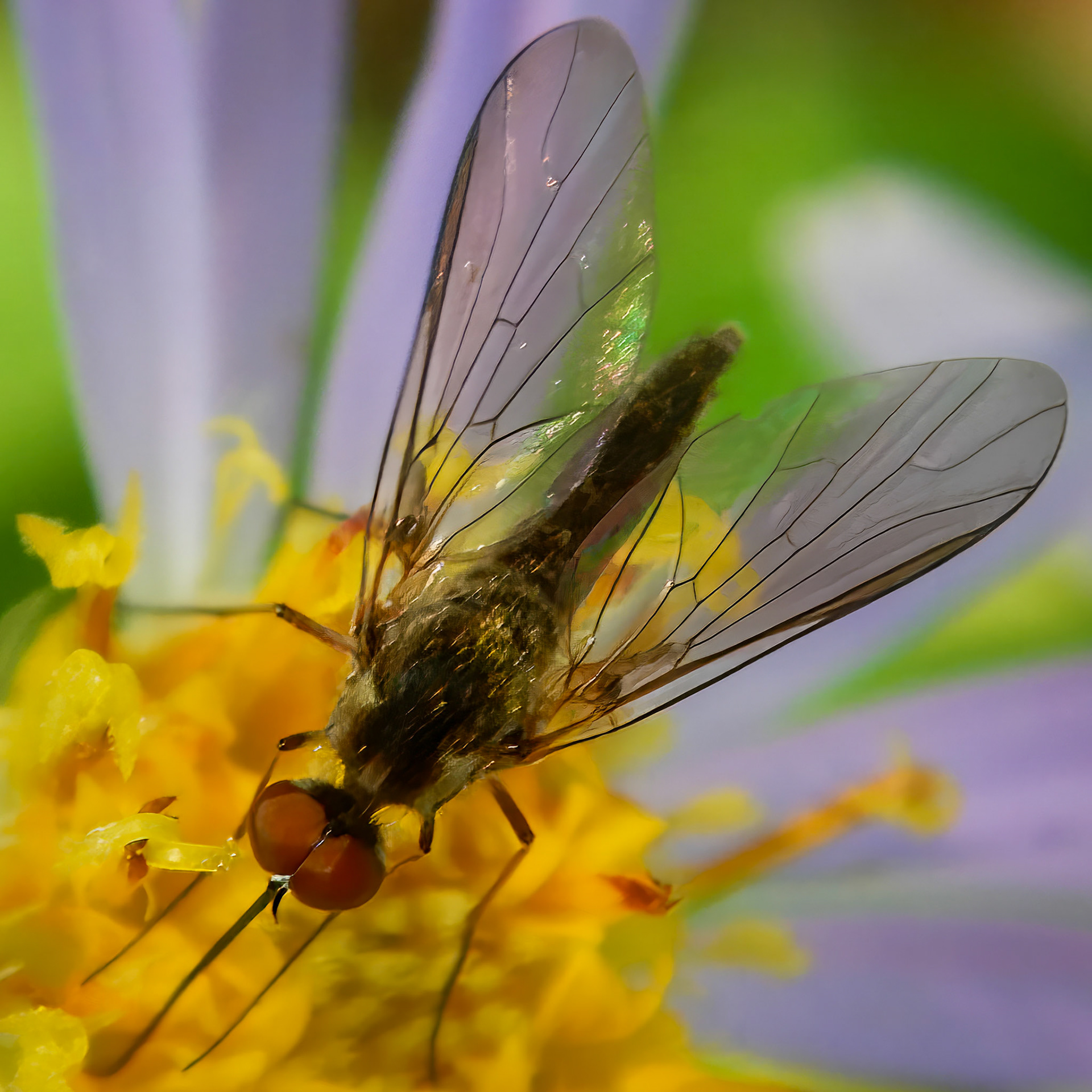 Hoverfly / Purple Aster | Andover, NH | July 27, 2021