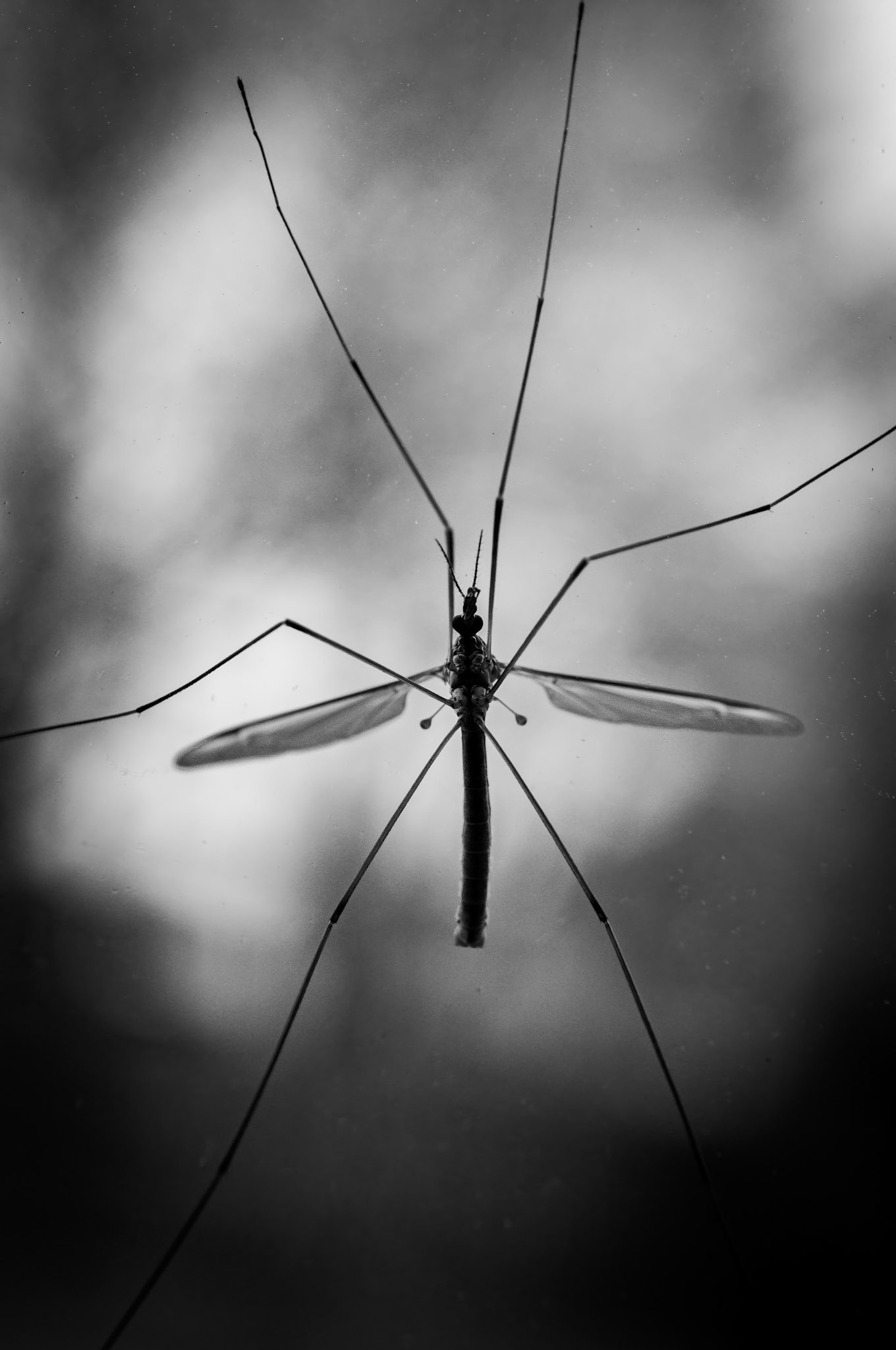 Marsh Crane Fly | May 3, 2024 | Marblehead, MA