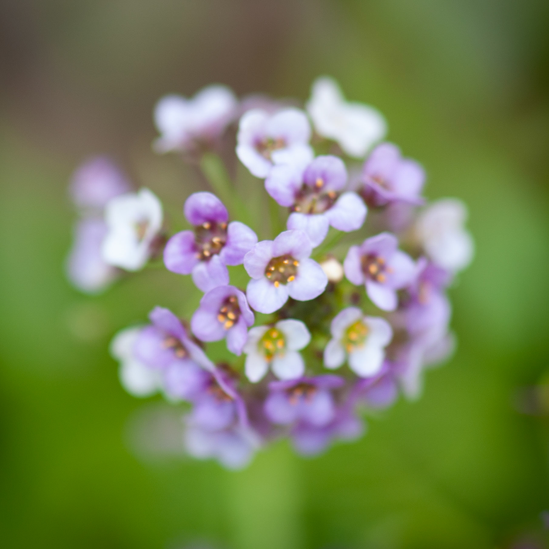 Sweet Alyssum