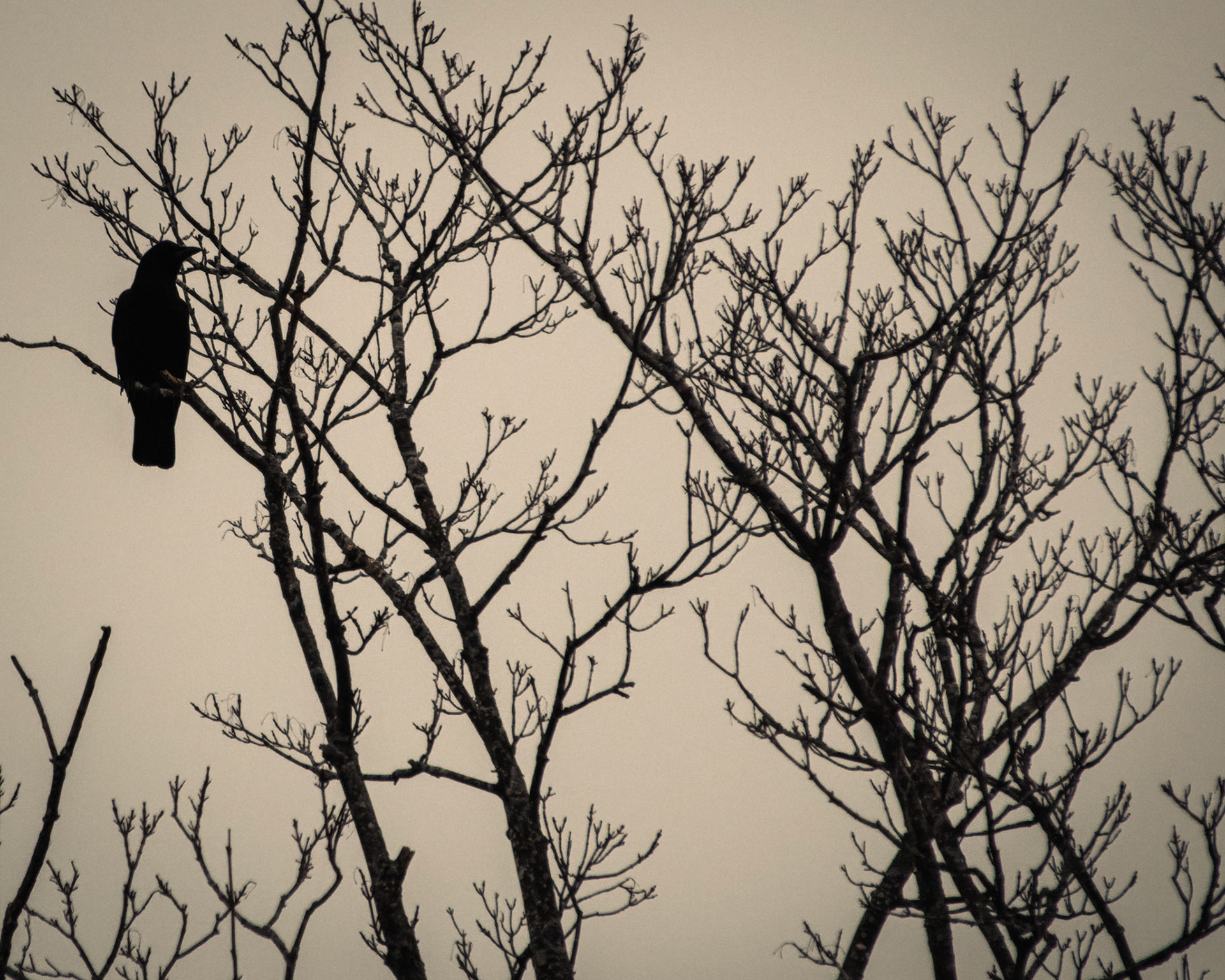 Crow | January 22, 2024 | Marblehead, MA