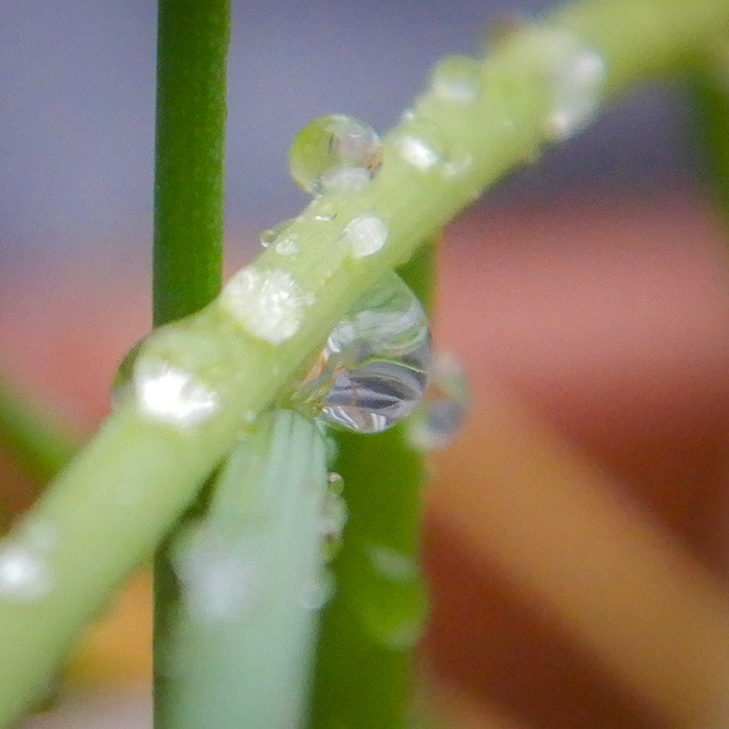 Water Droplets | Marblehead, MA | 12.03.23