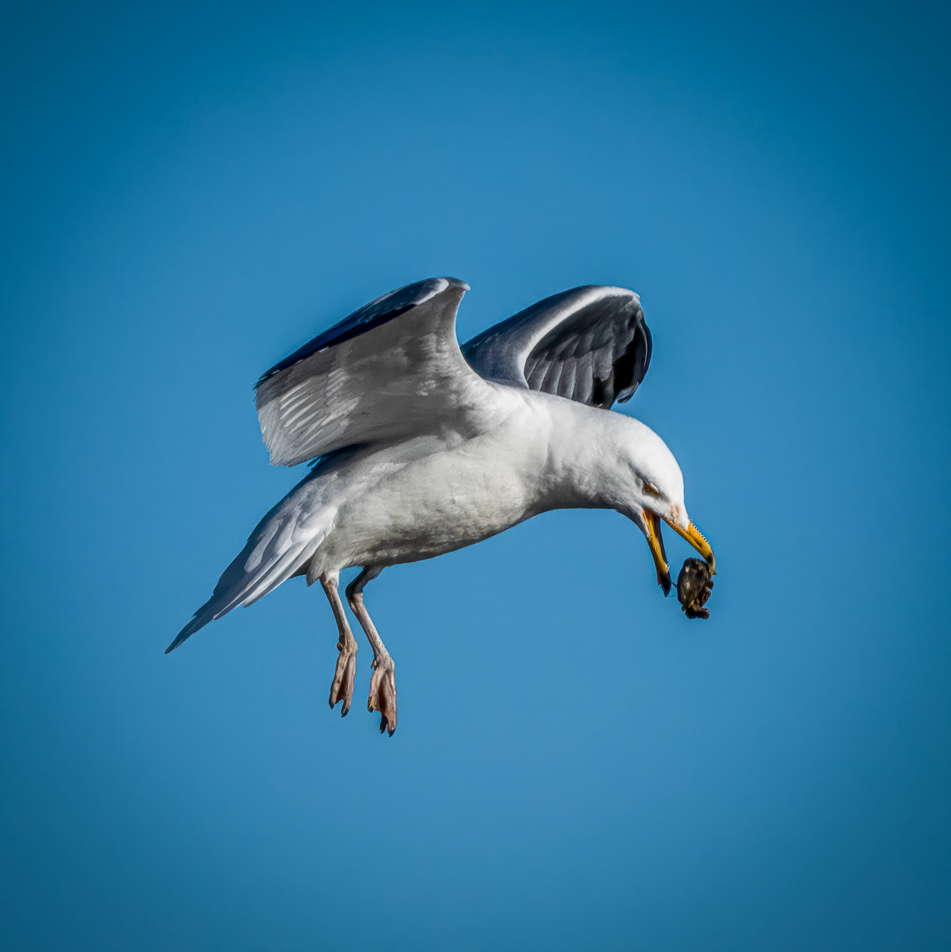 Gull | March 2, 2025 | Marblehead, MA