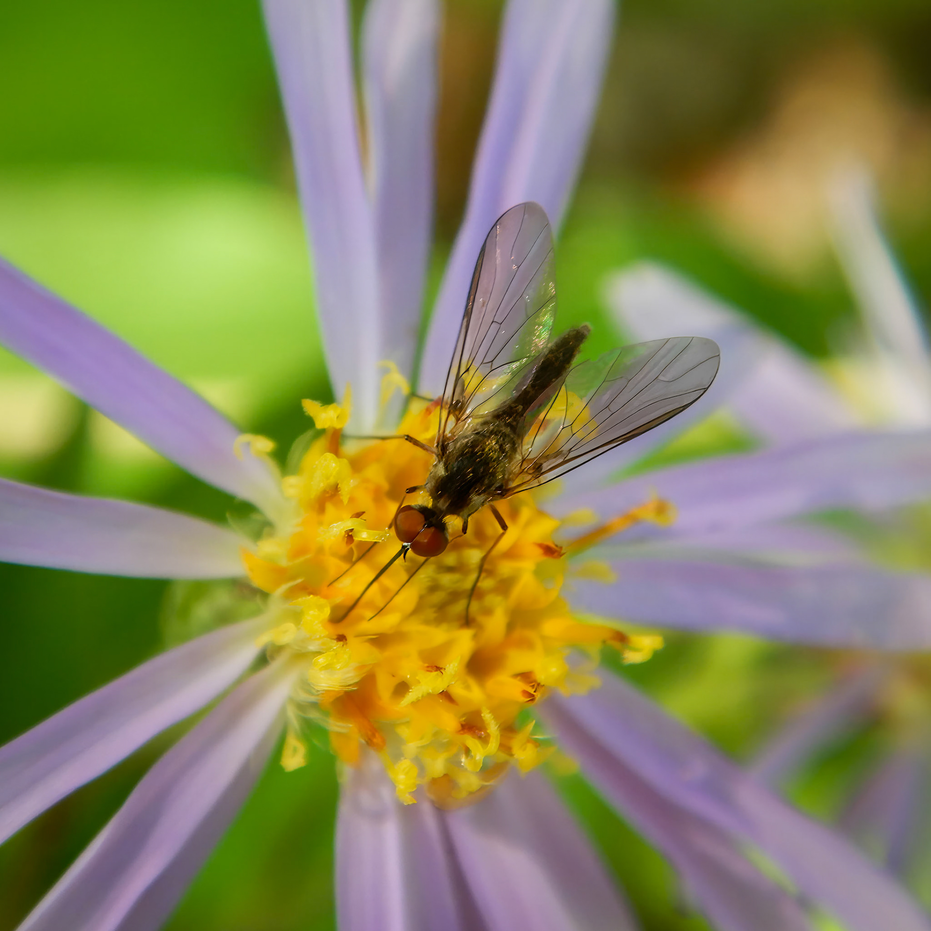Hoverfly / Purple Aster | Andover, NH | July 27, 2021