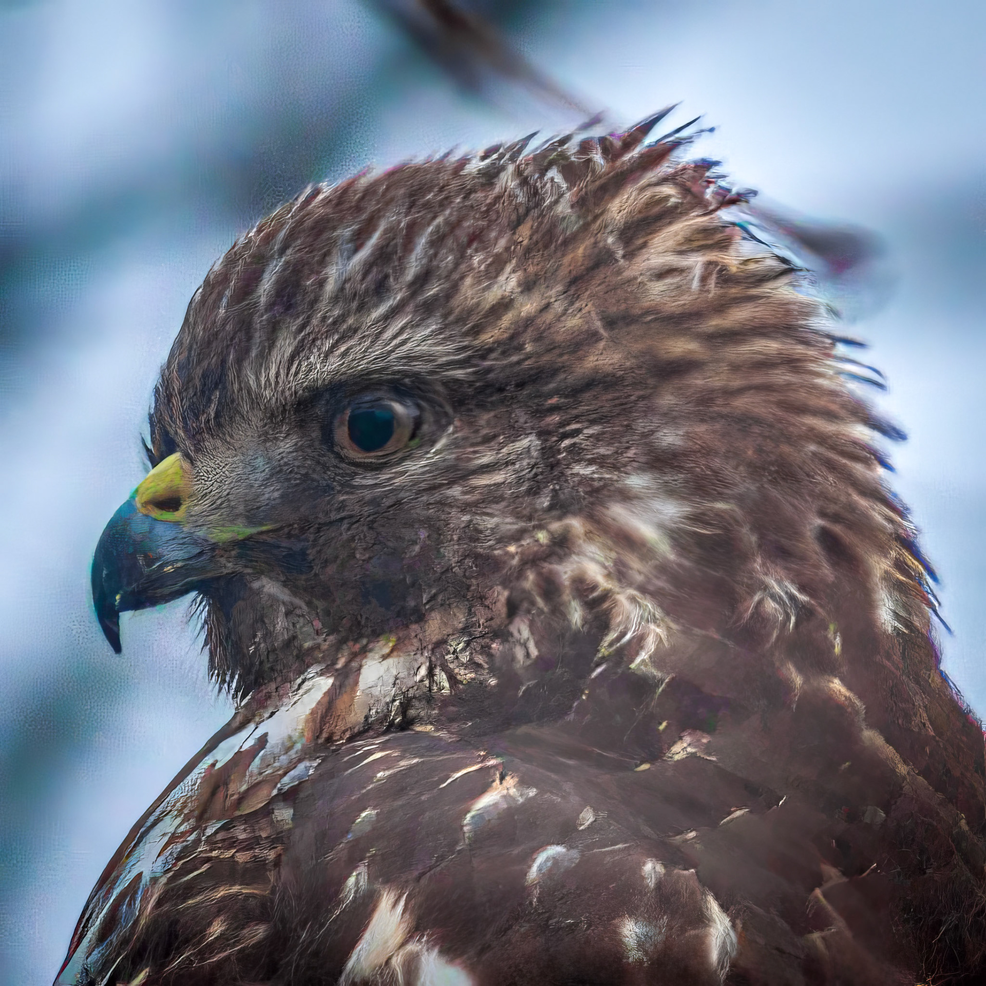Hawk | Dec. 26, 2023 | Marblehead, MA