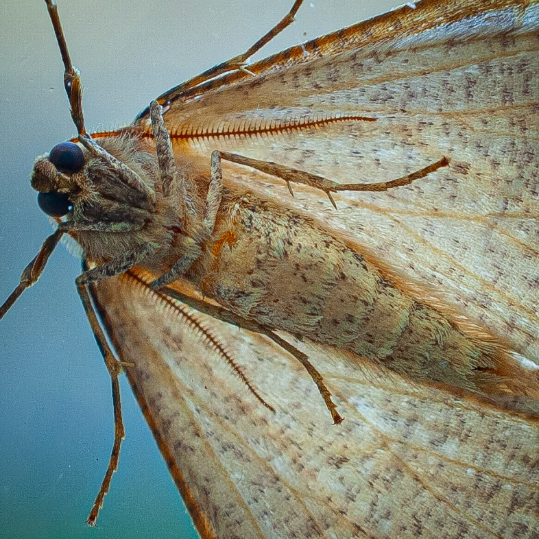 Common Tan Wave moth
