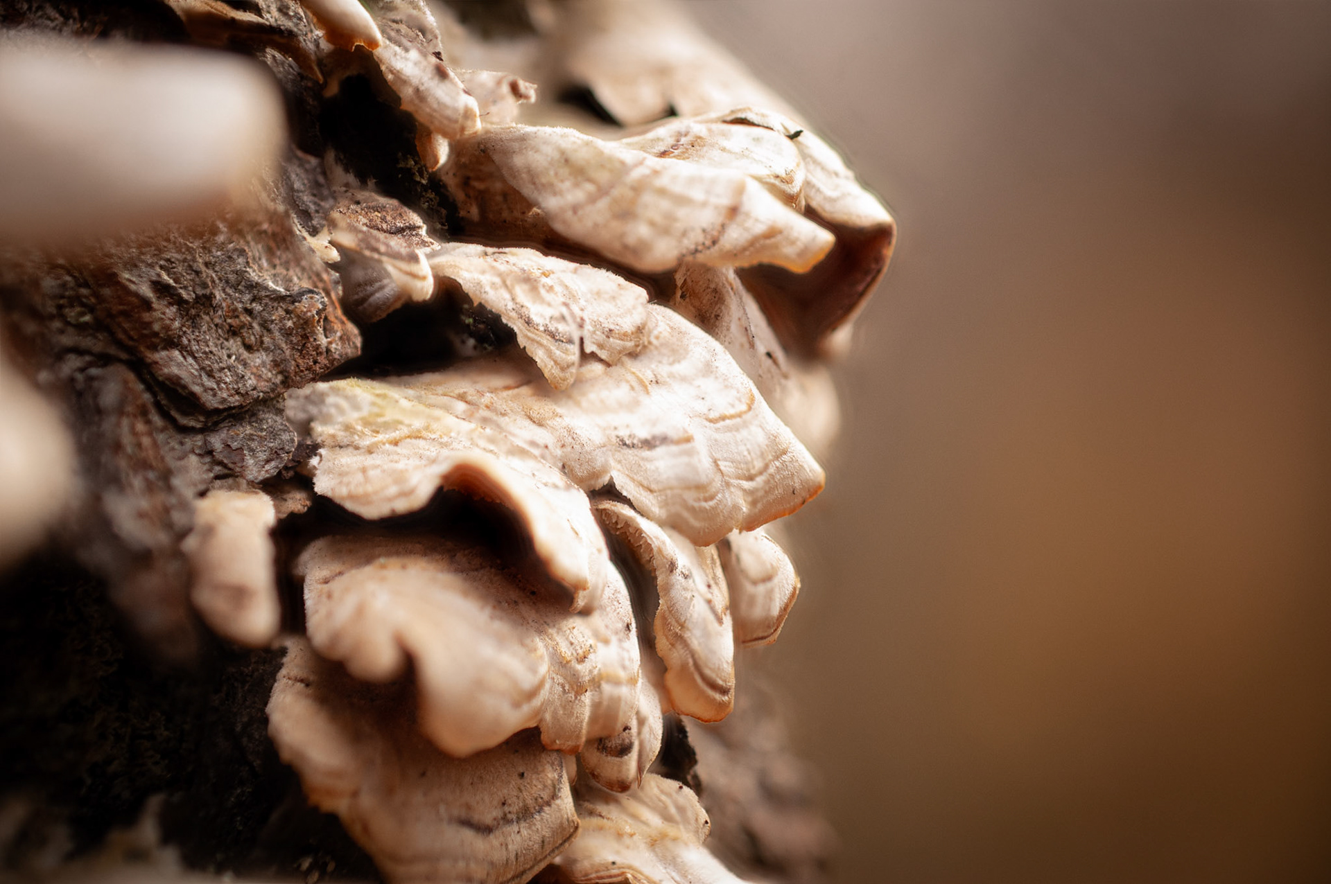 Stereum Ostrea | Wyman Woods, Marblehead