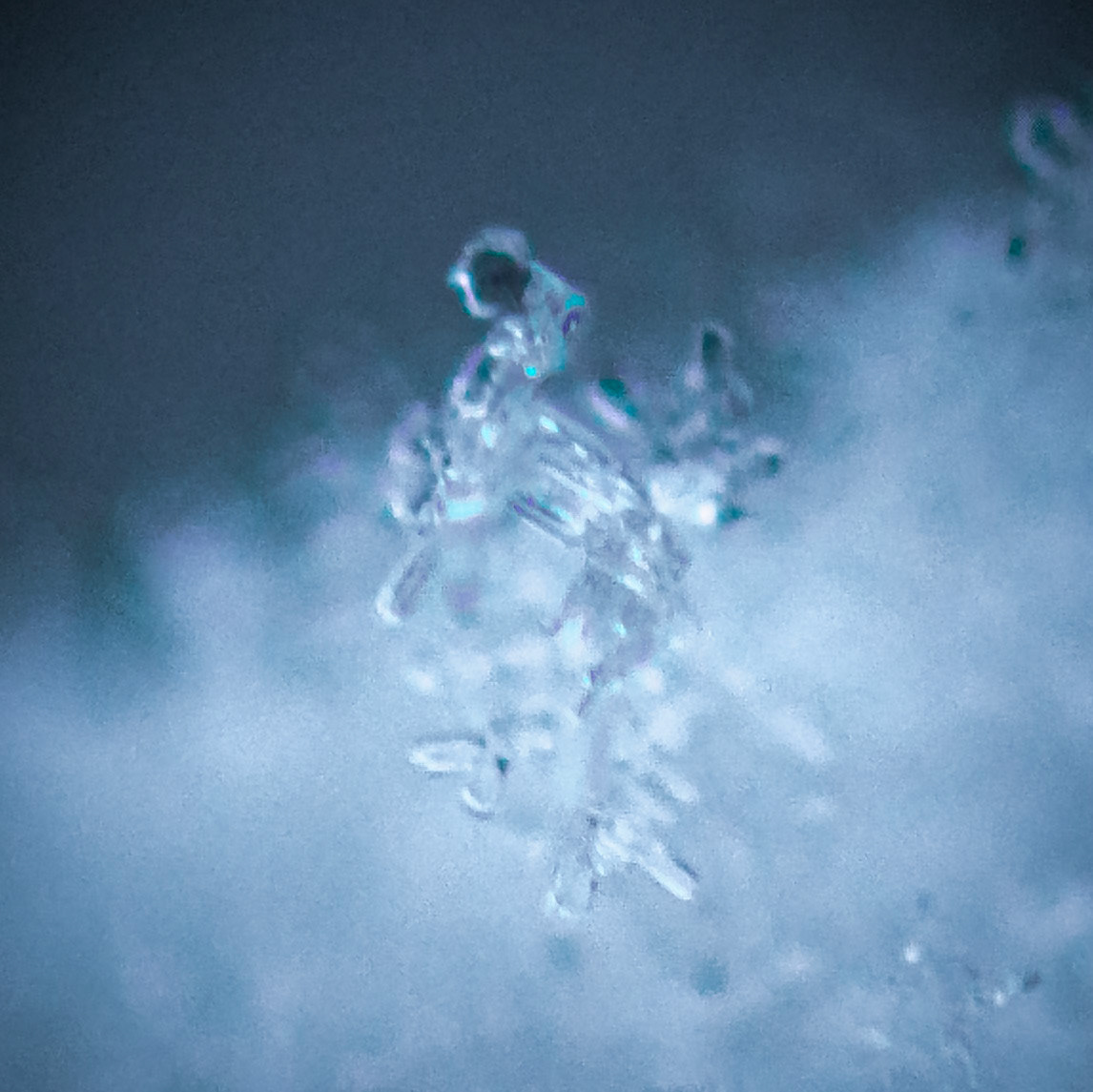 First Snow | 12.06.23 | Marblehead, MA