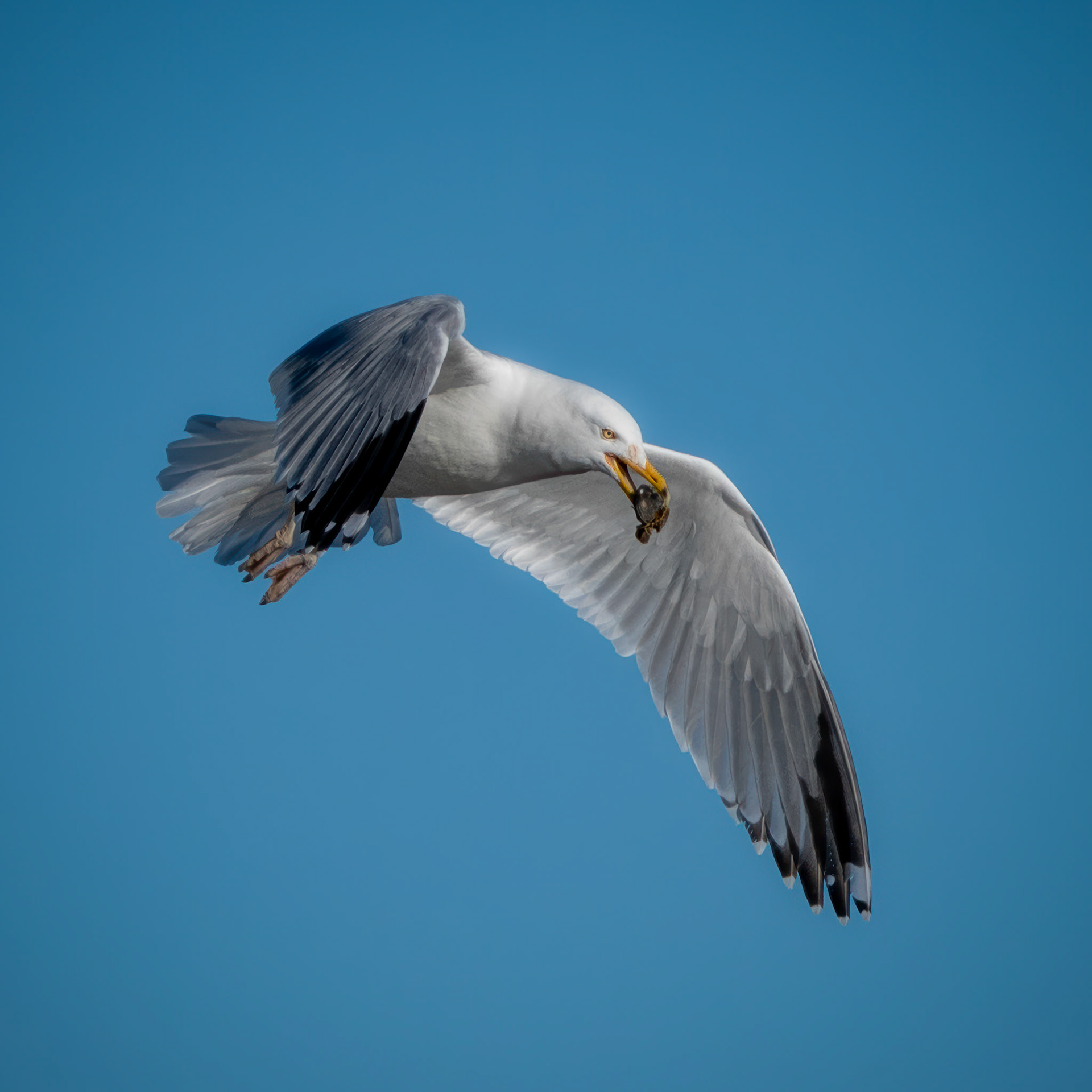 Gull | March 2, 2025 | Marblehead, MA