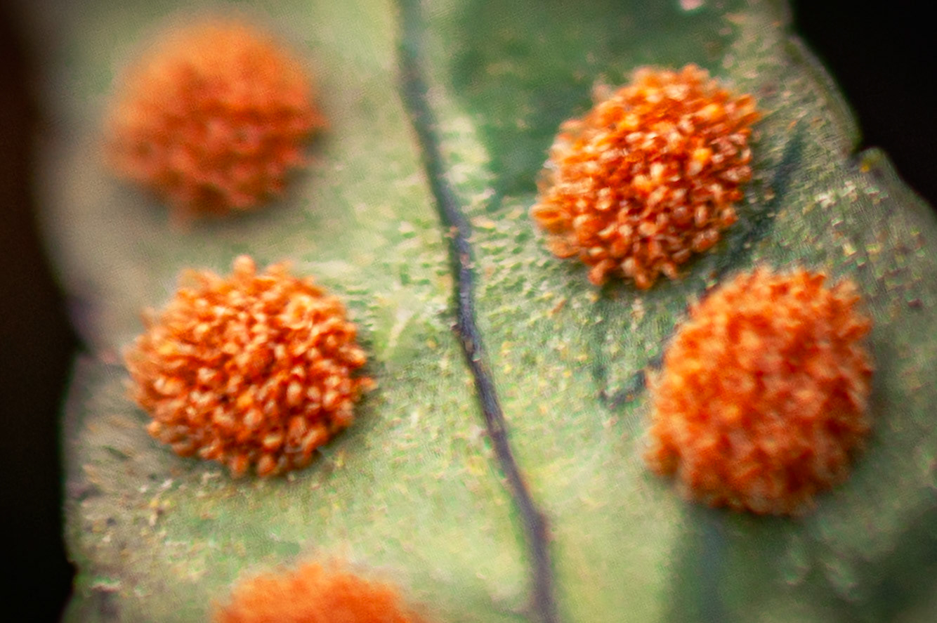 Rock Polypody | Wyman Woods, Marblehead
