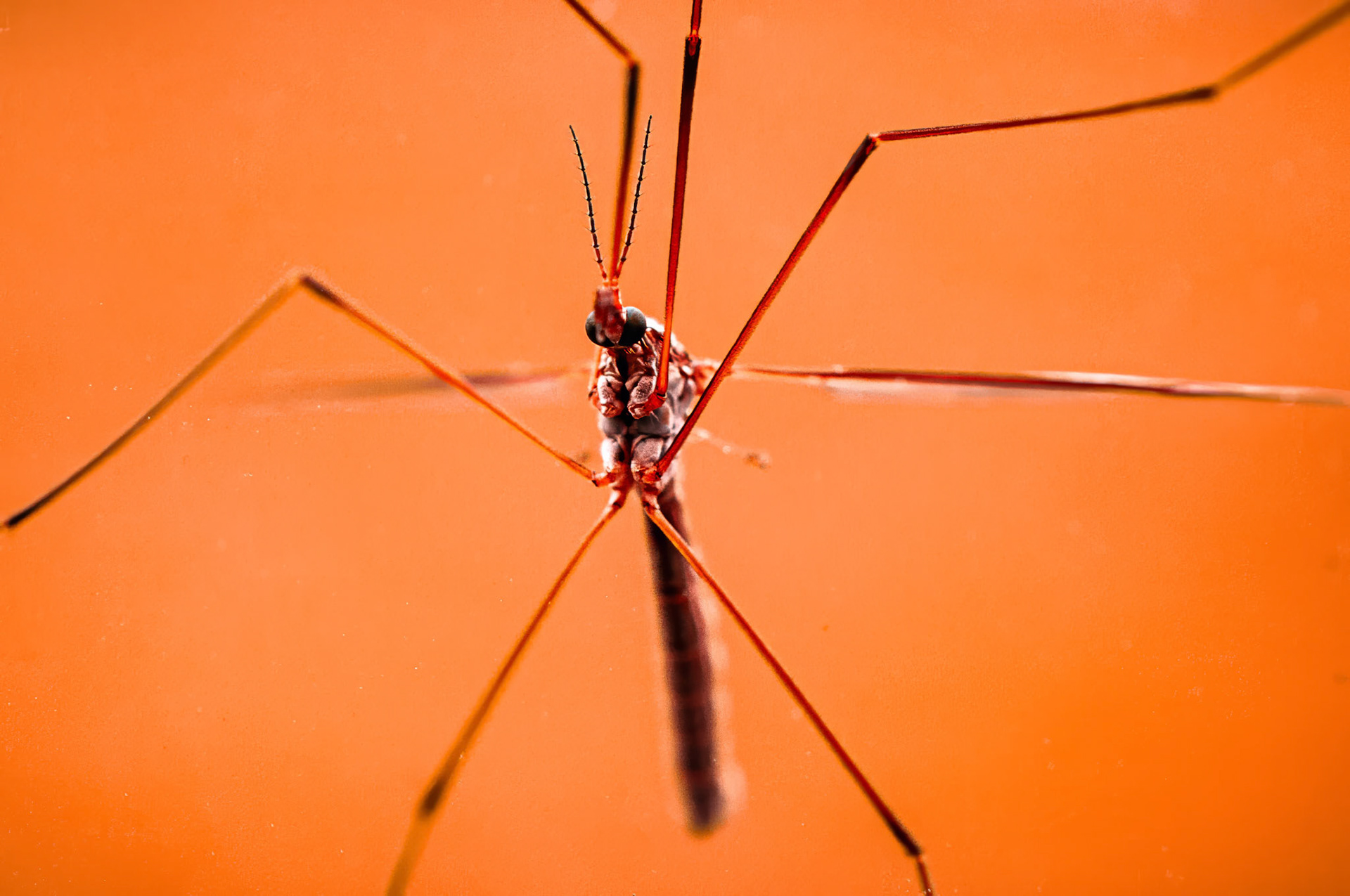 Marsh Crane Fly | May 3, 2024 | Marblehead, MA