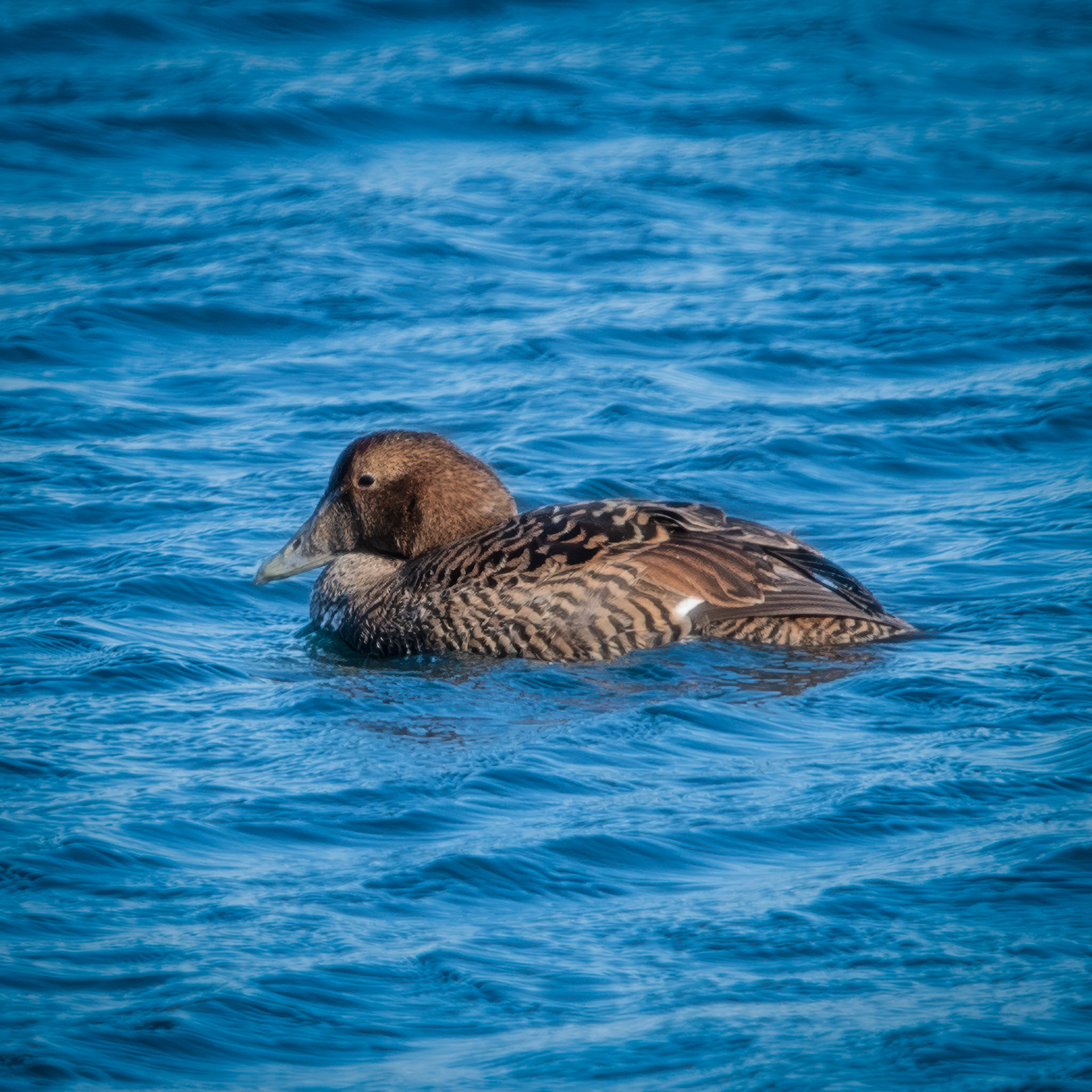 Eider | March 2, 2025 | Marblehead, MA