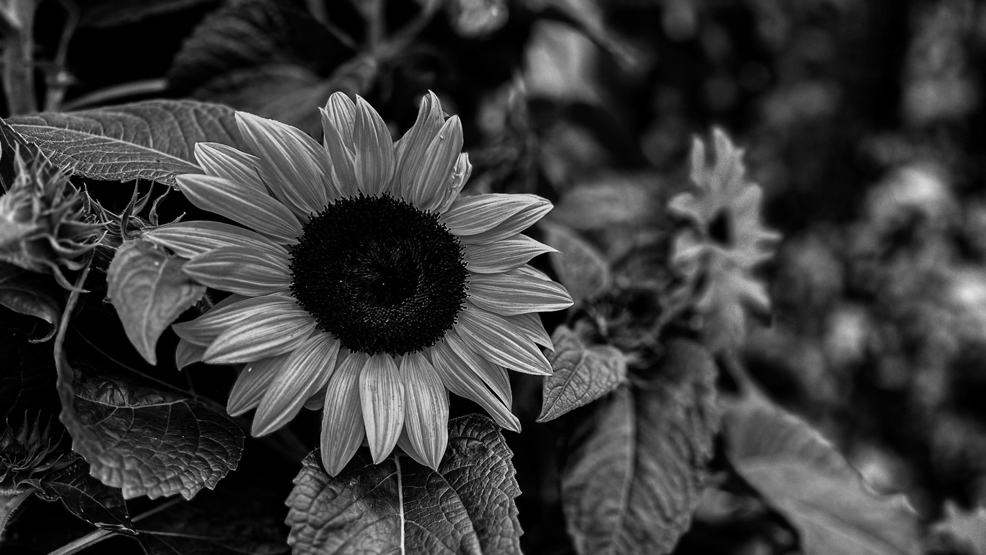 Singapore Botanic Gardens