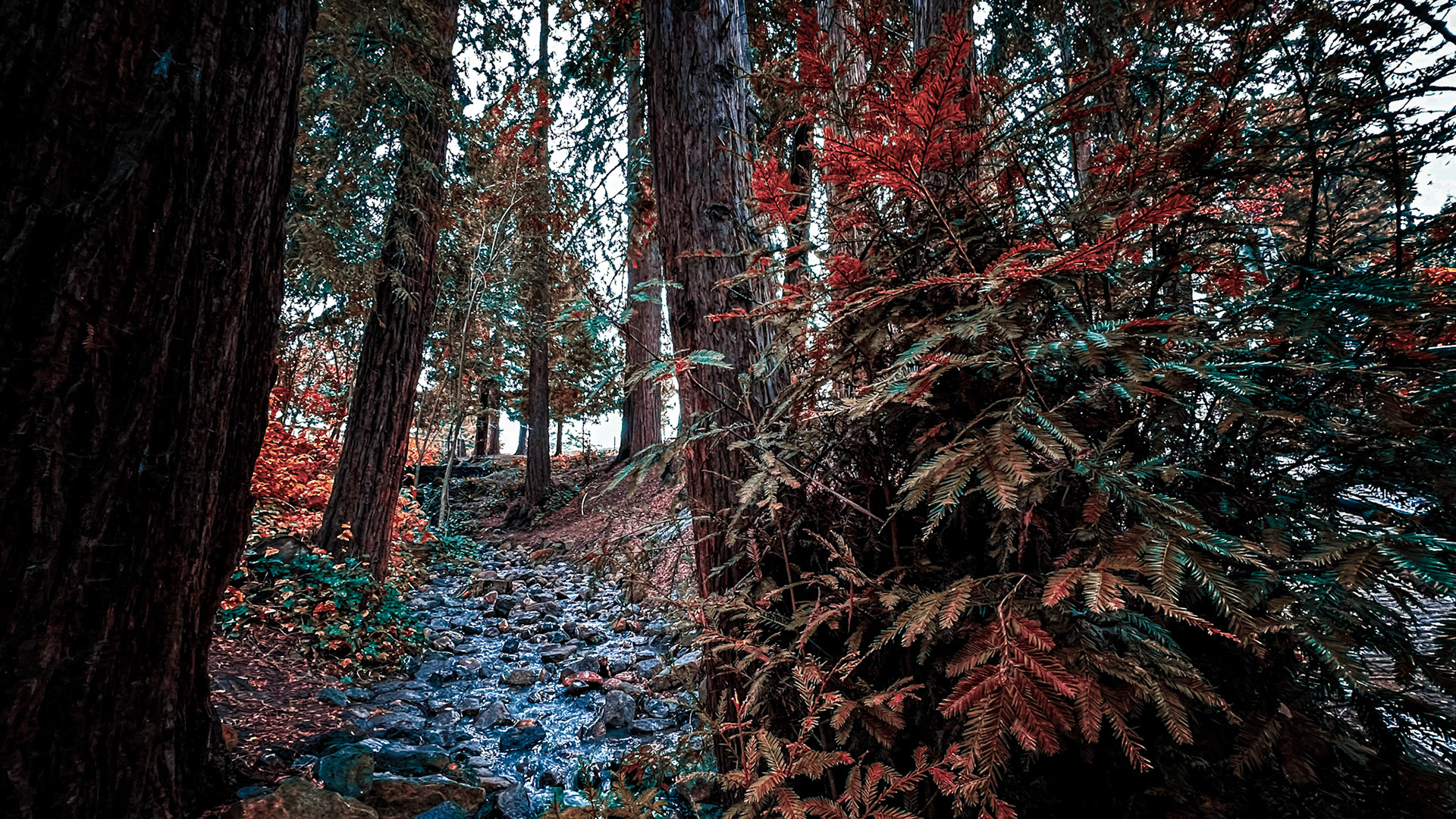 Piedmont, California