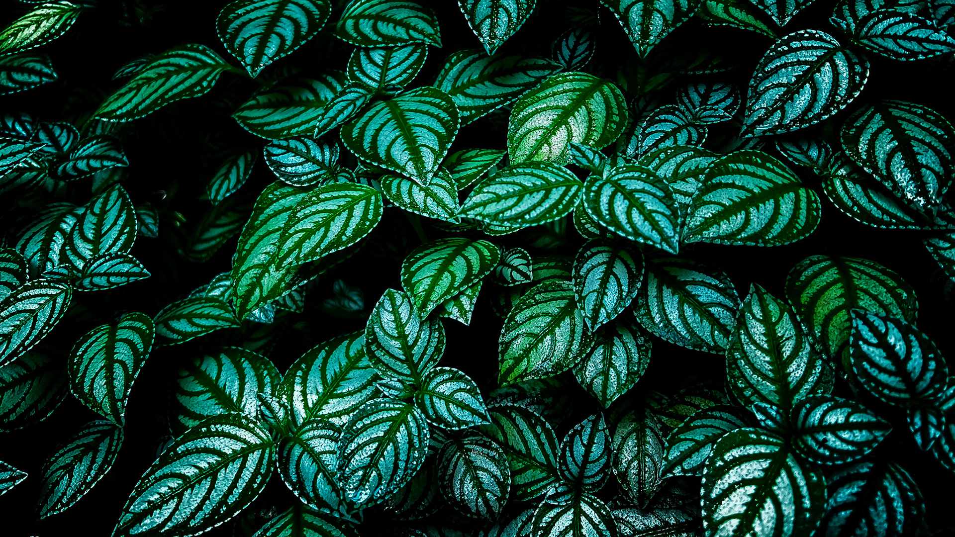 Singapore Botanic Gardens