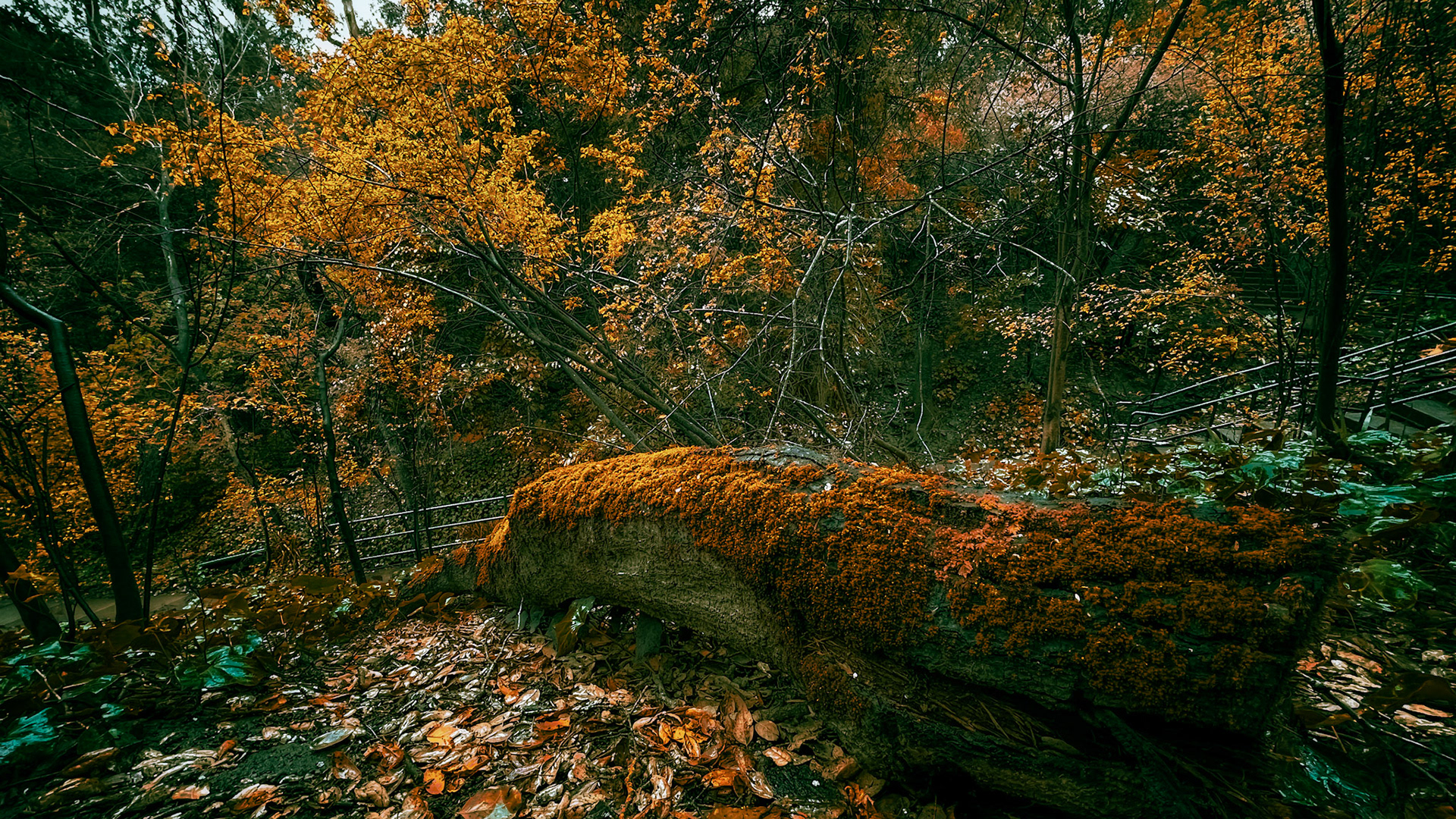 Piedmont, California