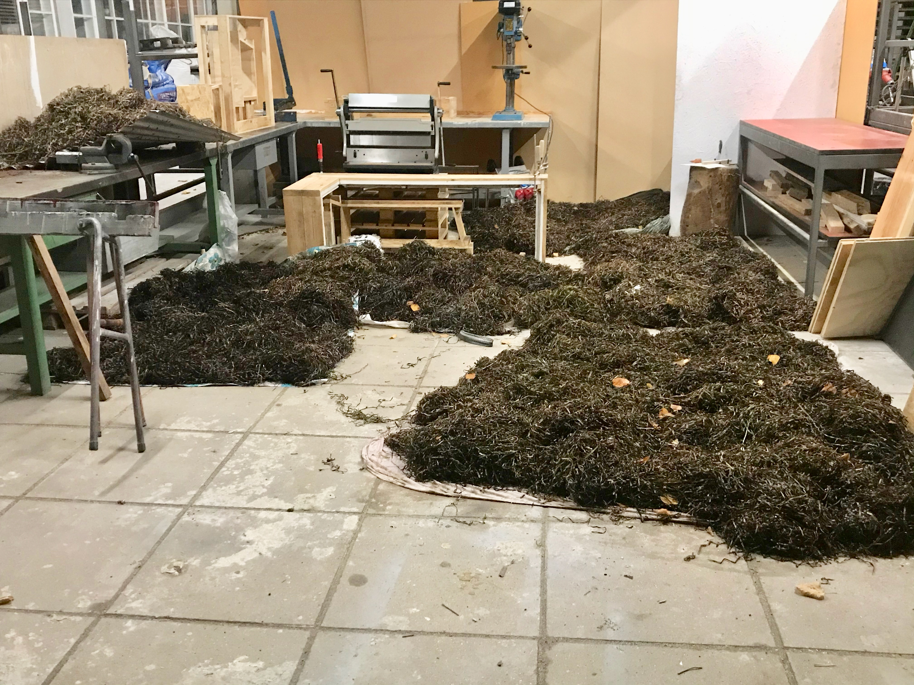 eelgrass drying
