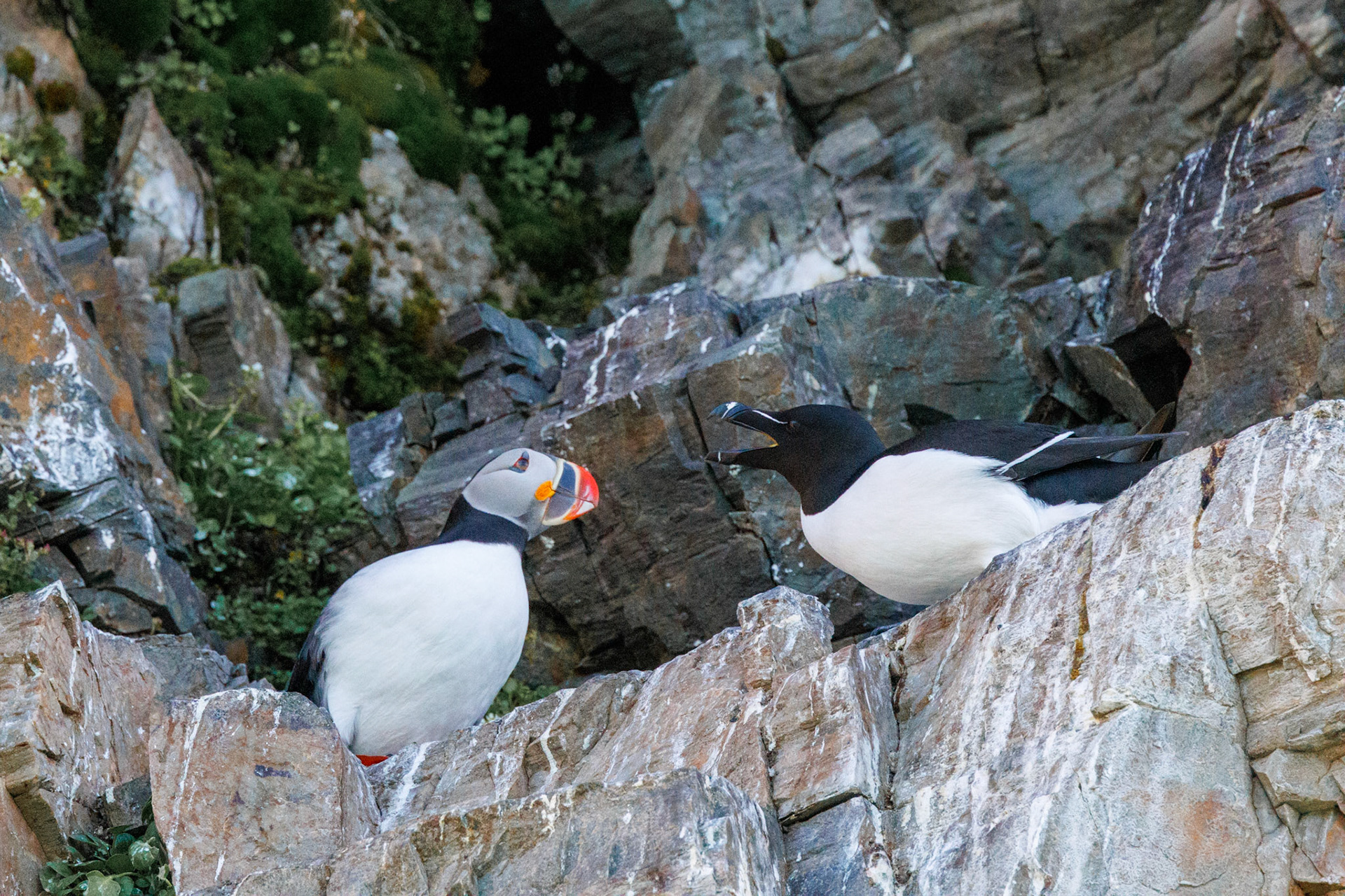 Papageientaucher und Tordalk