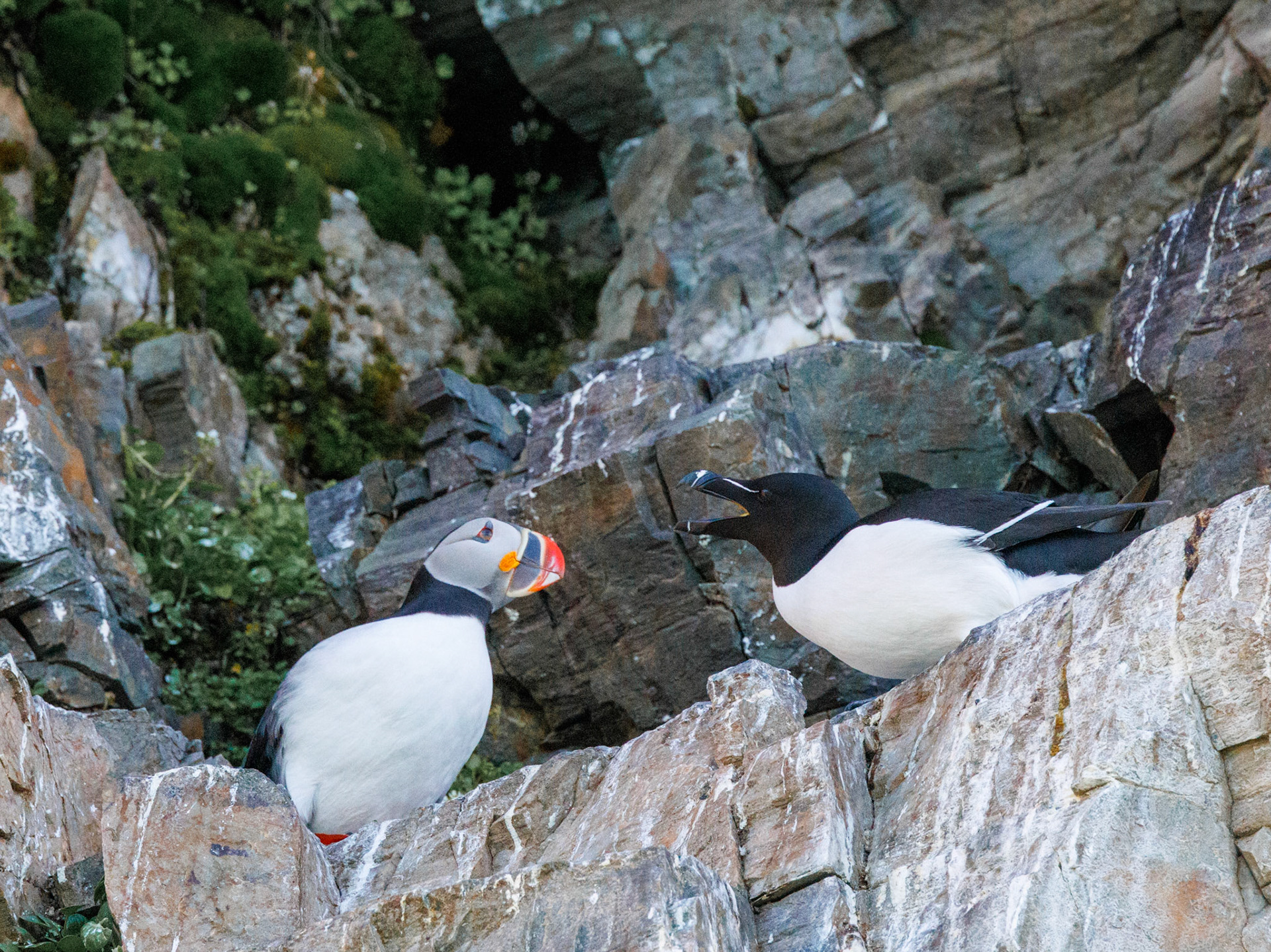 Papageientaucher und Tordalk