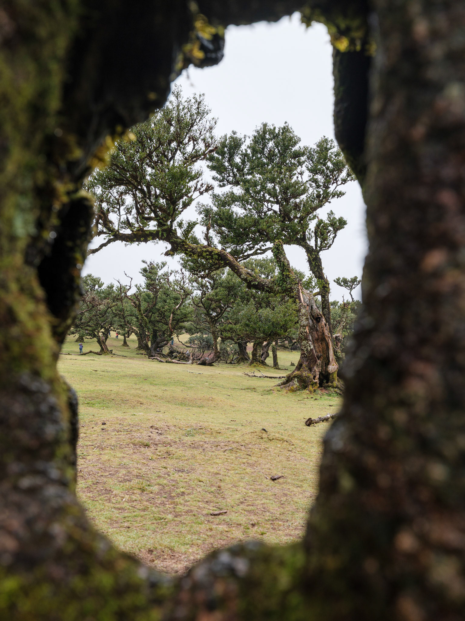 Fanal Forest