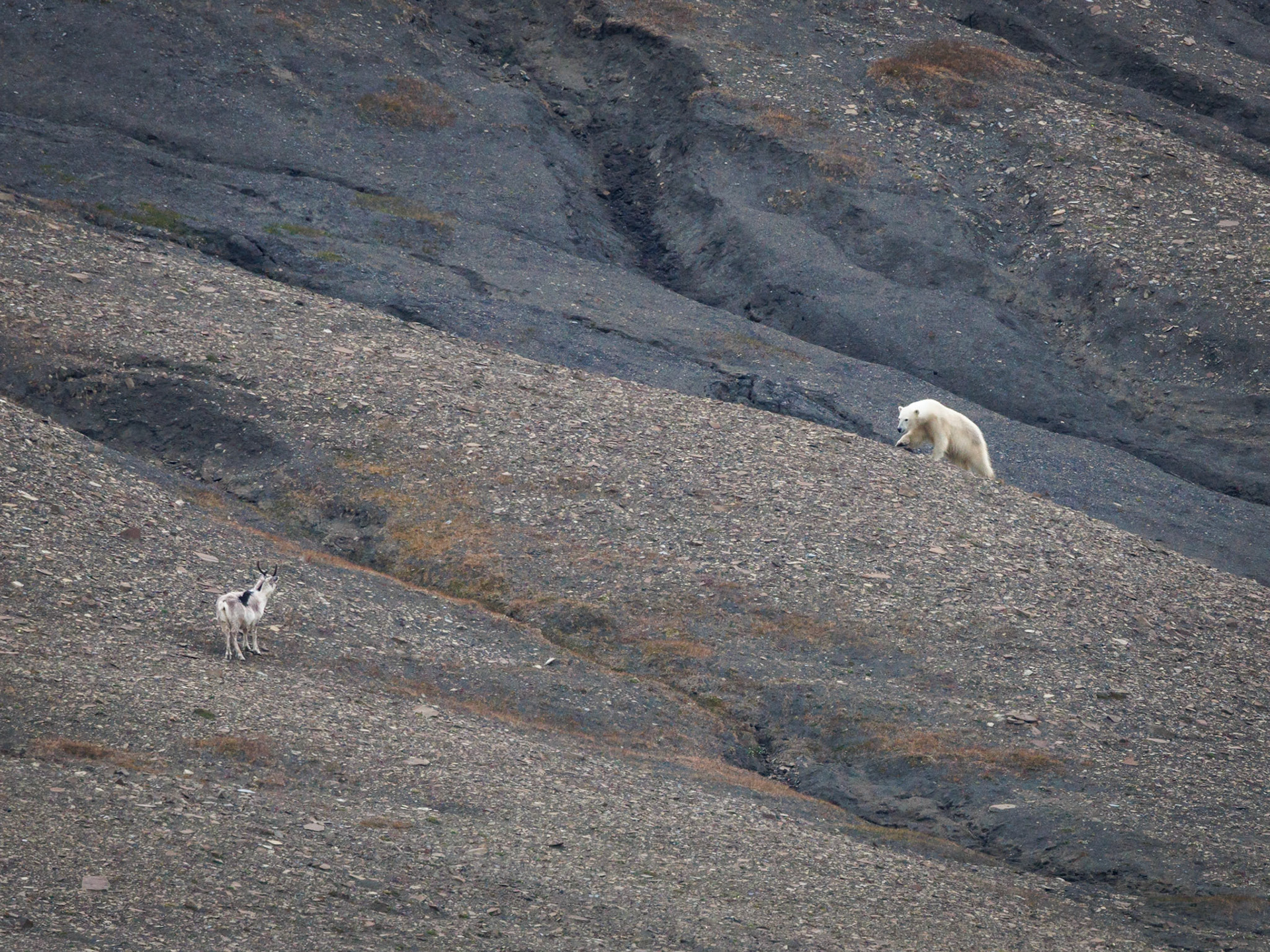 Polarbär und Rentiere