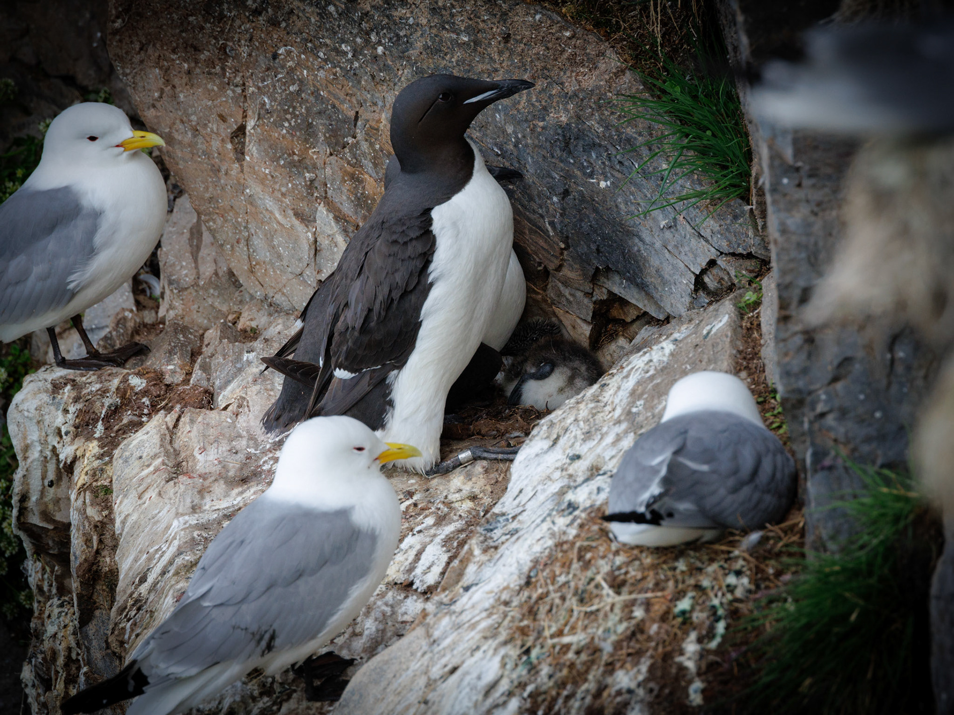 Dreizehenmöwe und Dickschnabellumme