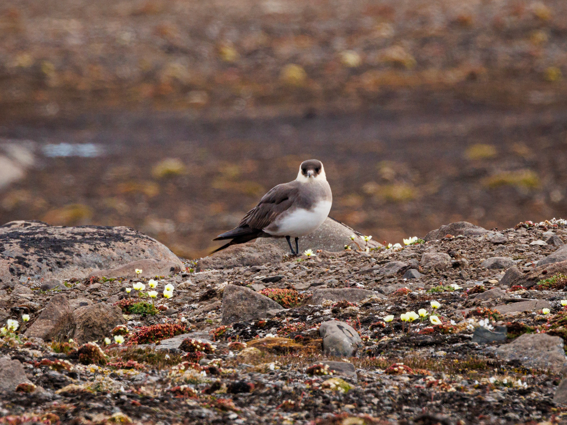 Schmarotzerraubmöwe
