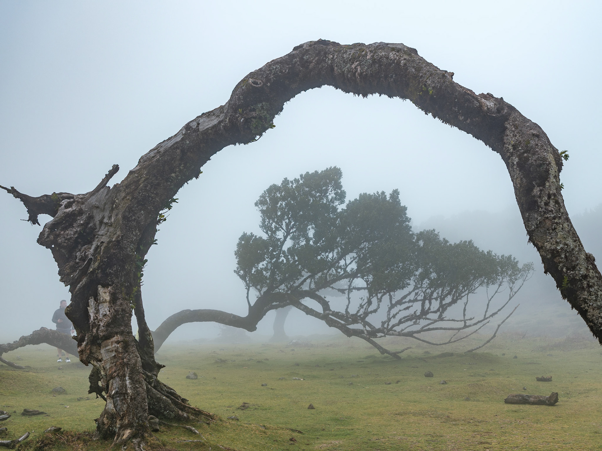 Fanal Forest