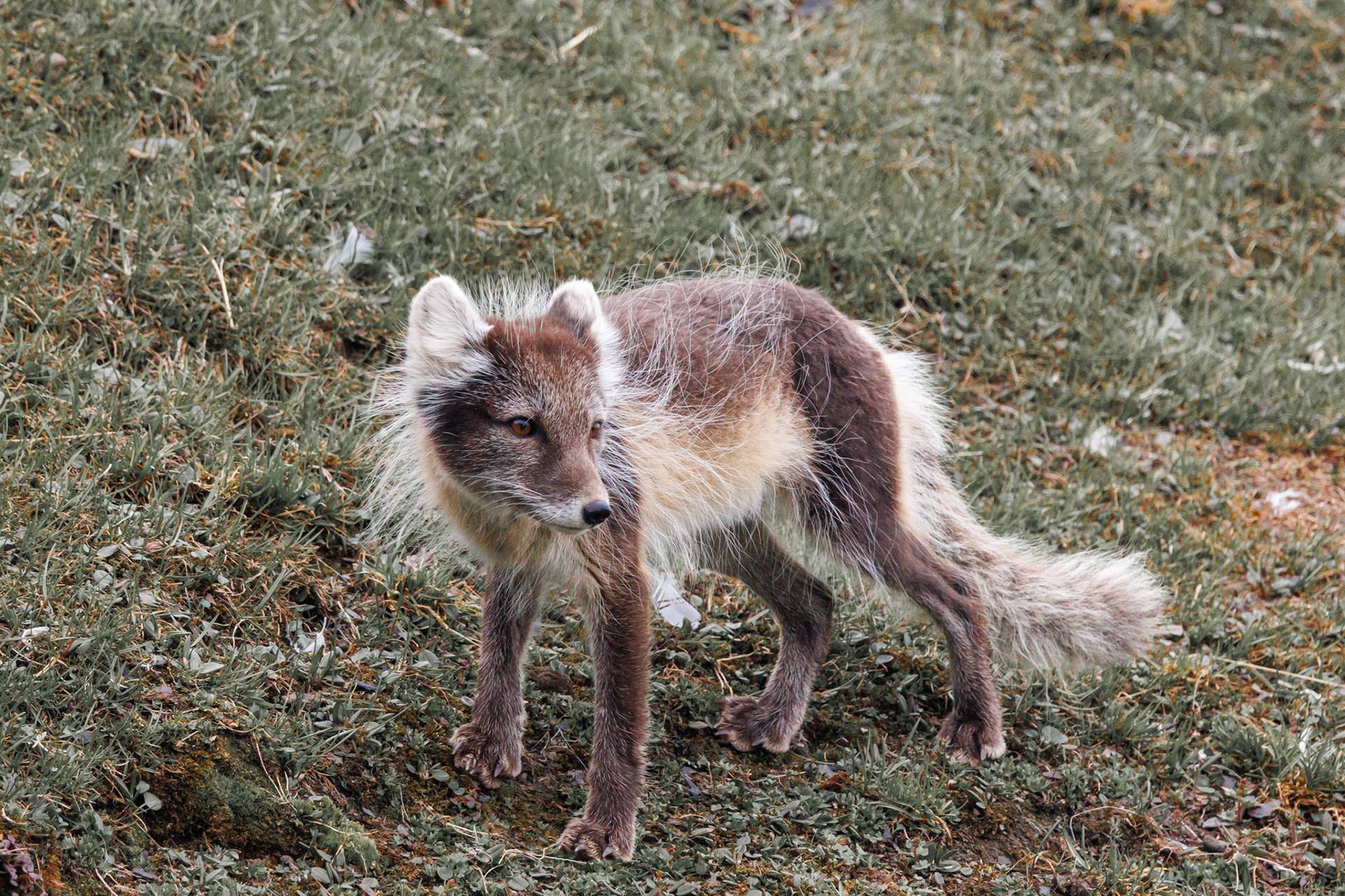 Polarfuchs