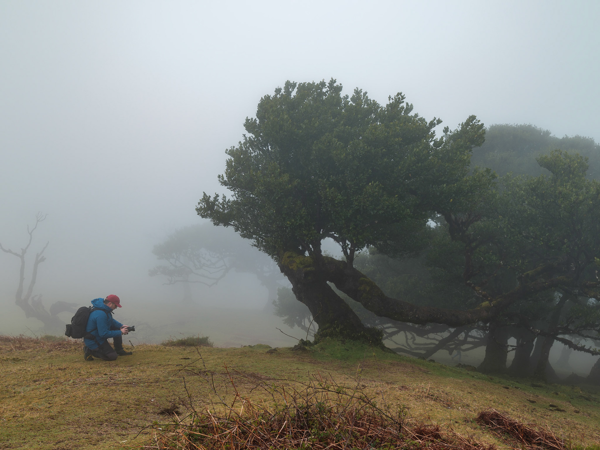 Fanal Forest